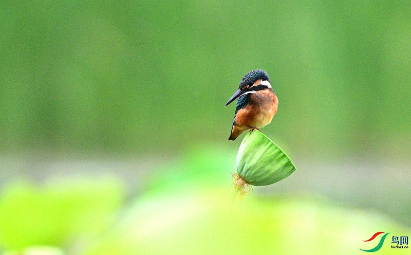 DSC_0723.JPG