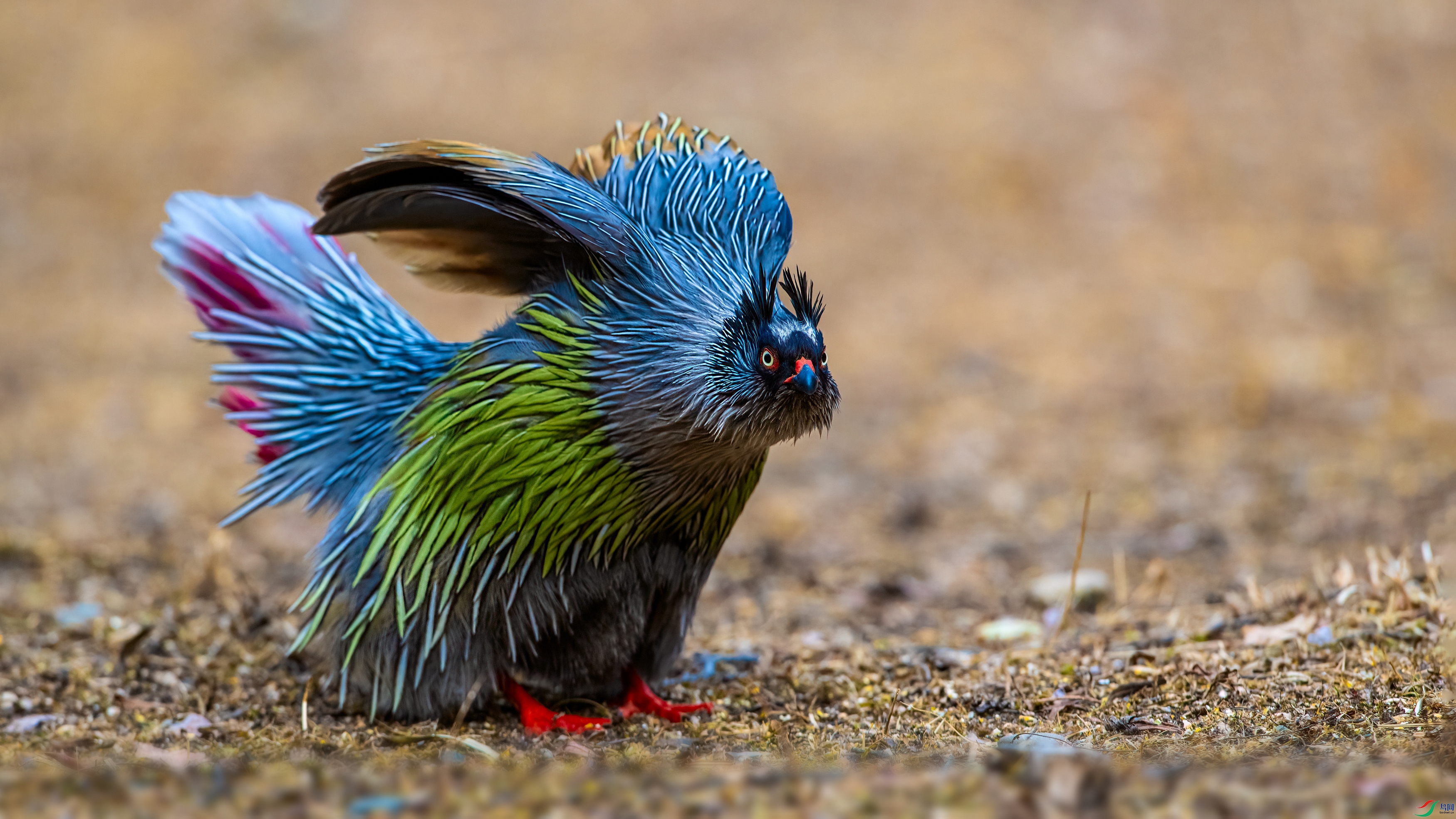 ��ƬDSC_6094 ����.jpg