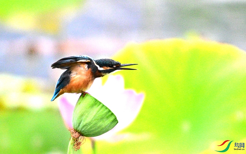 DSC_1042.JPG