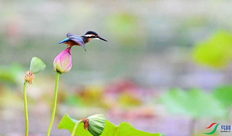 DSC_6472.JPG