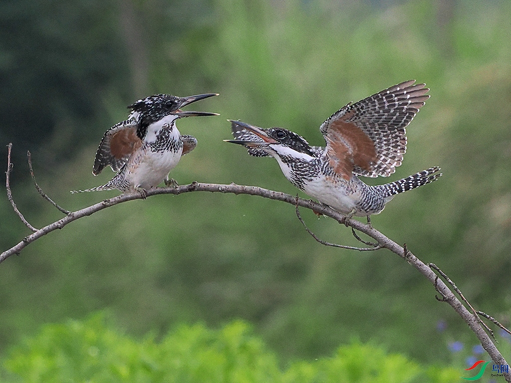 P6034575-8.jpg