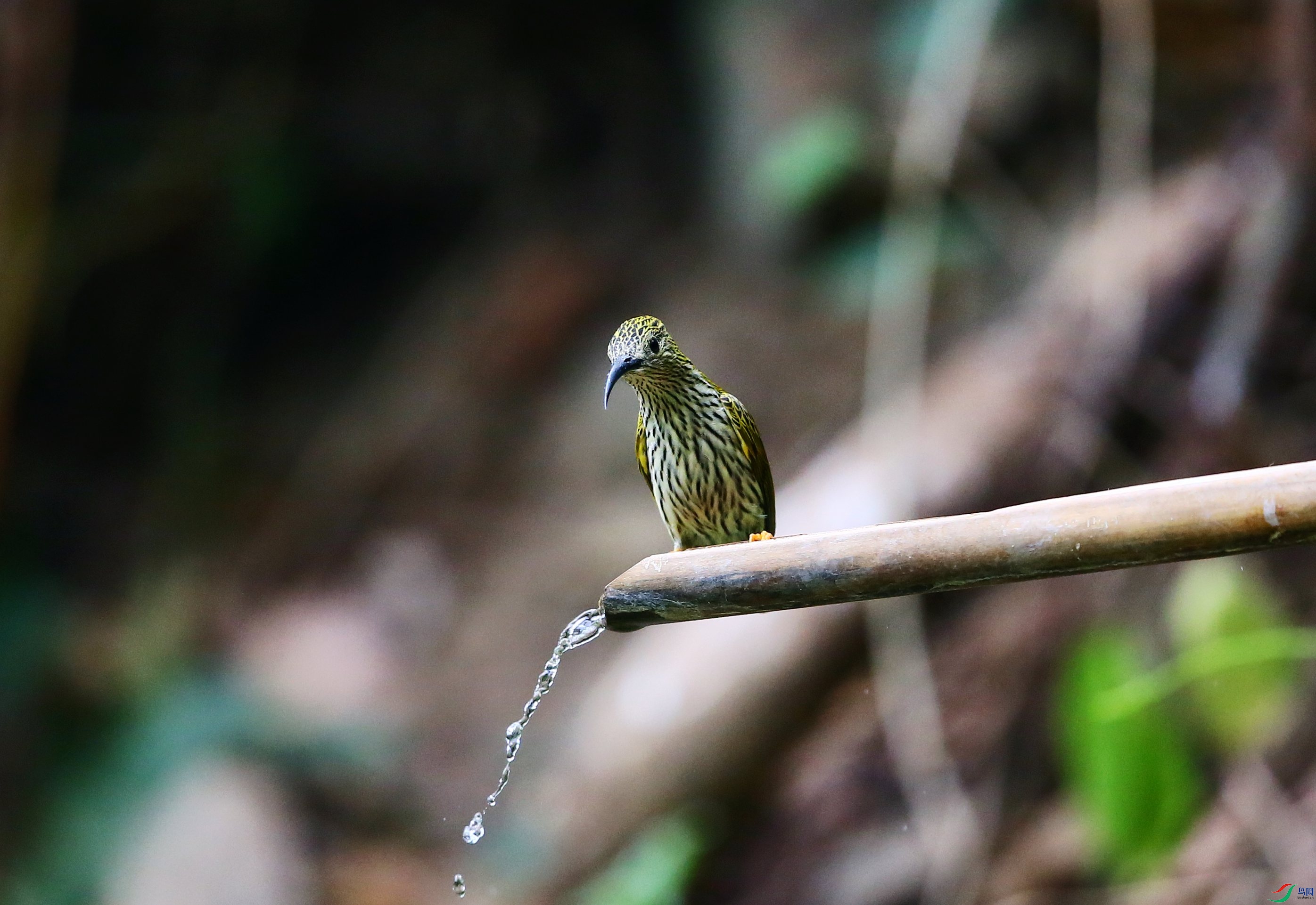 �Ʊ��h���� (58).JPG