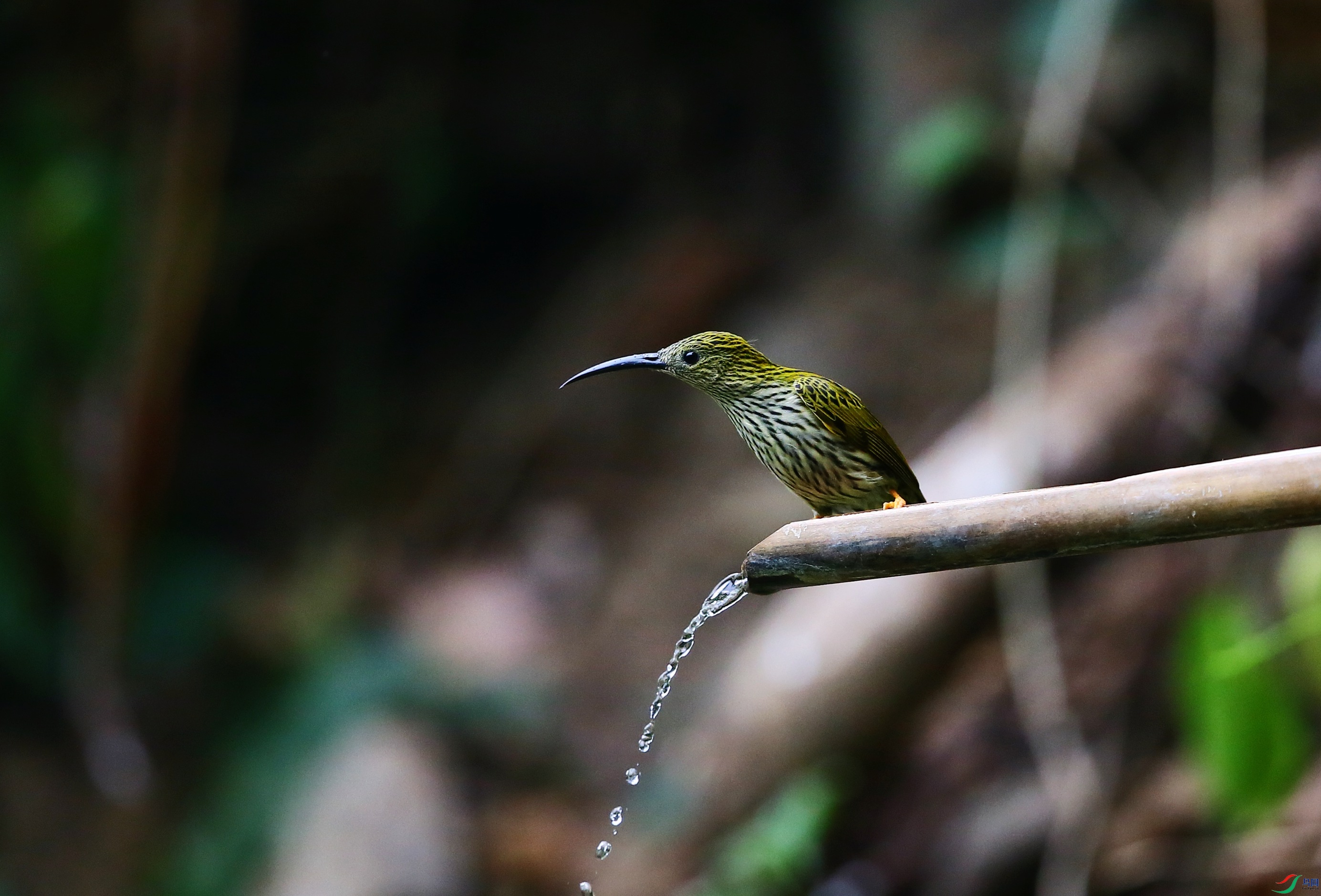 �Ʊ��h���� (64).JPG