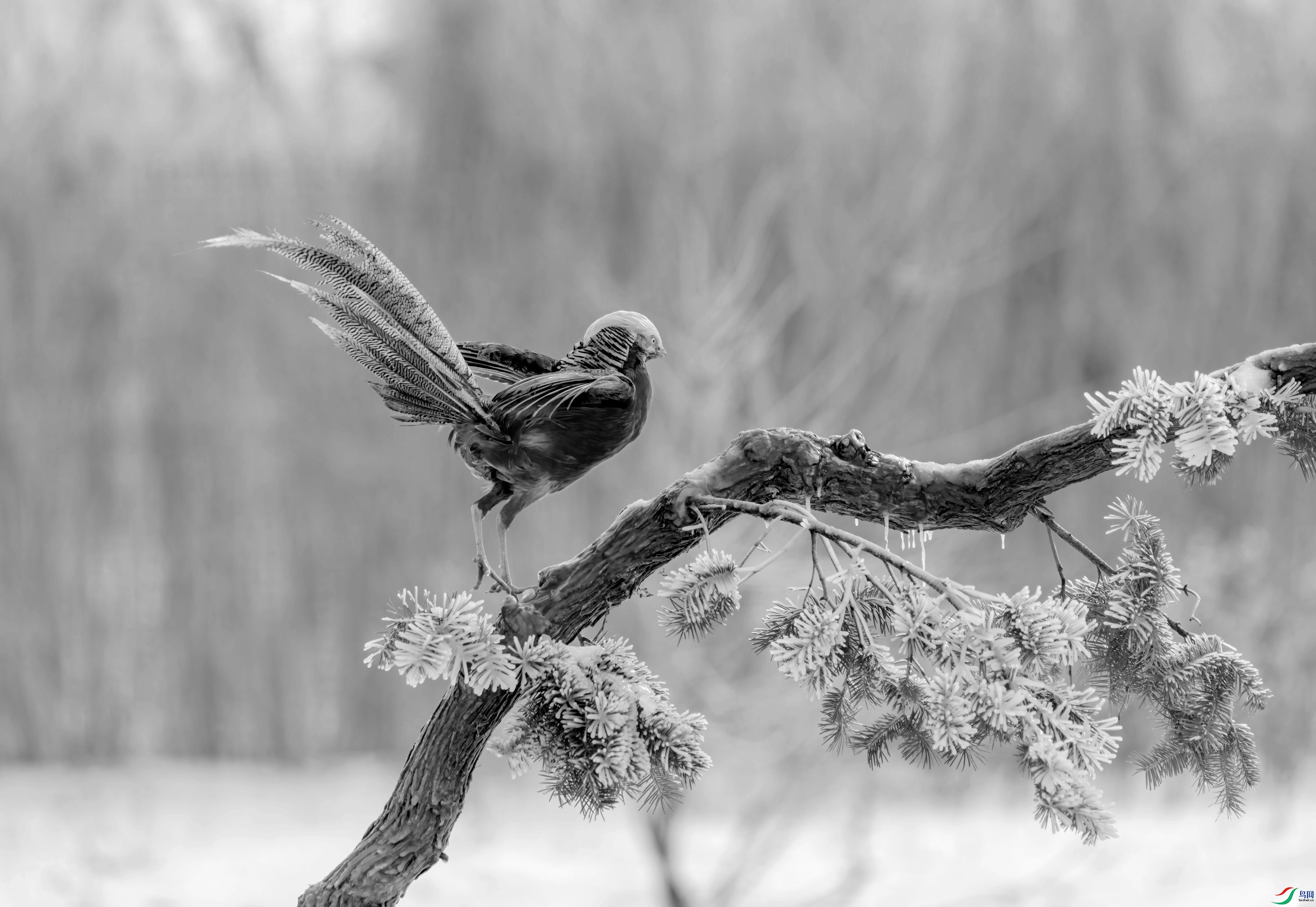 DSC06940 ����_����.jpg