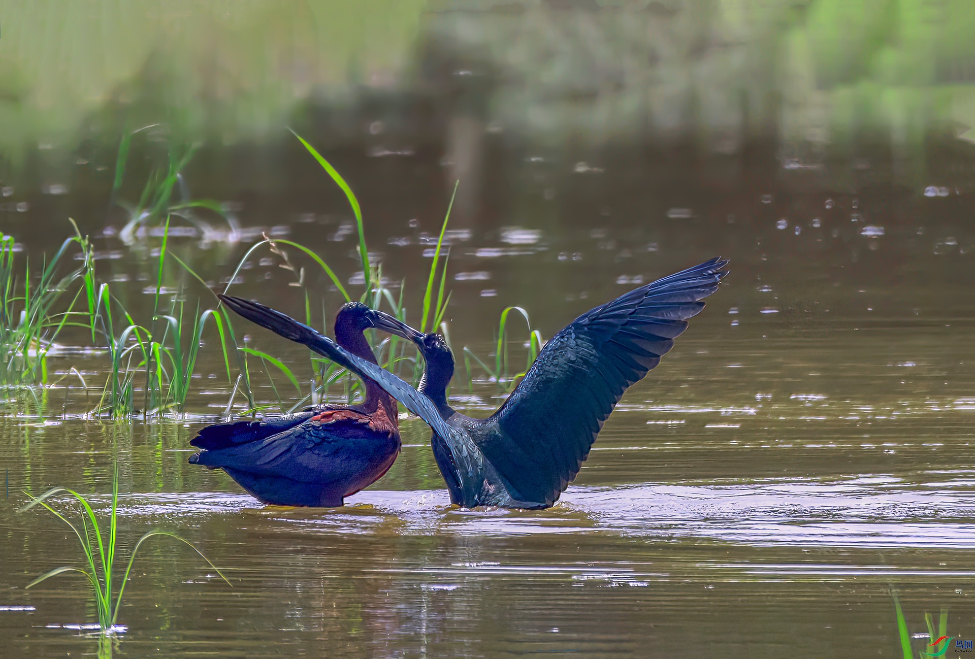 060A8829 ����-Sh-----1 .jpg