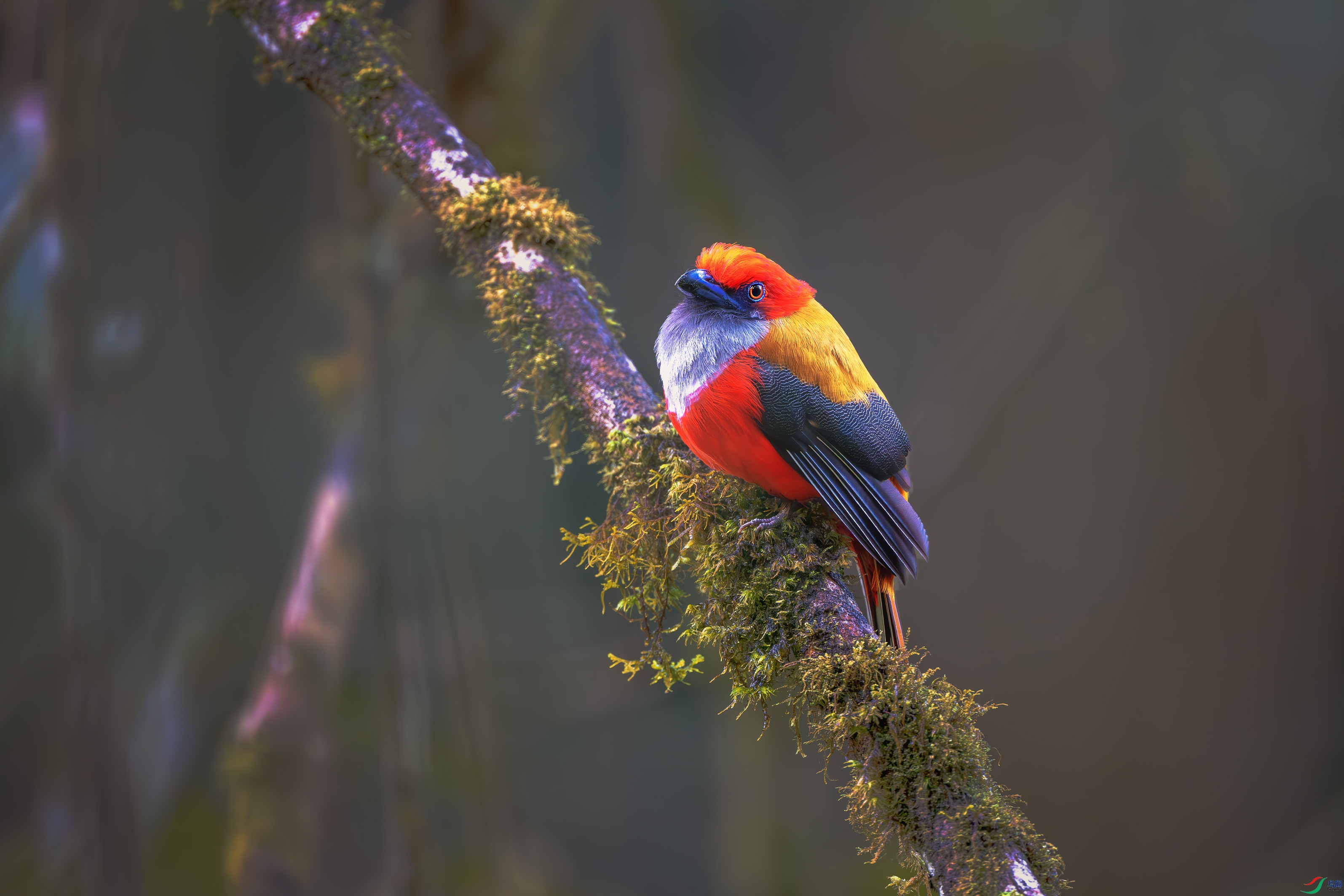 _DSC1256-����ǿ-NR ����1.jpg