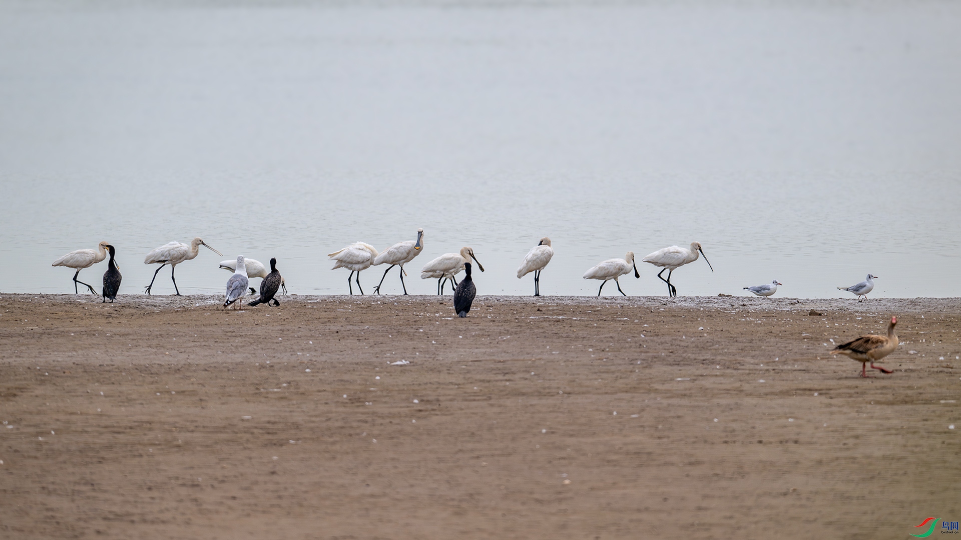 DSC_8617-����ǿ-NR.jpg