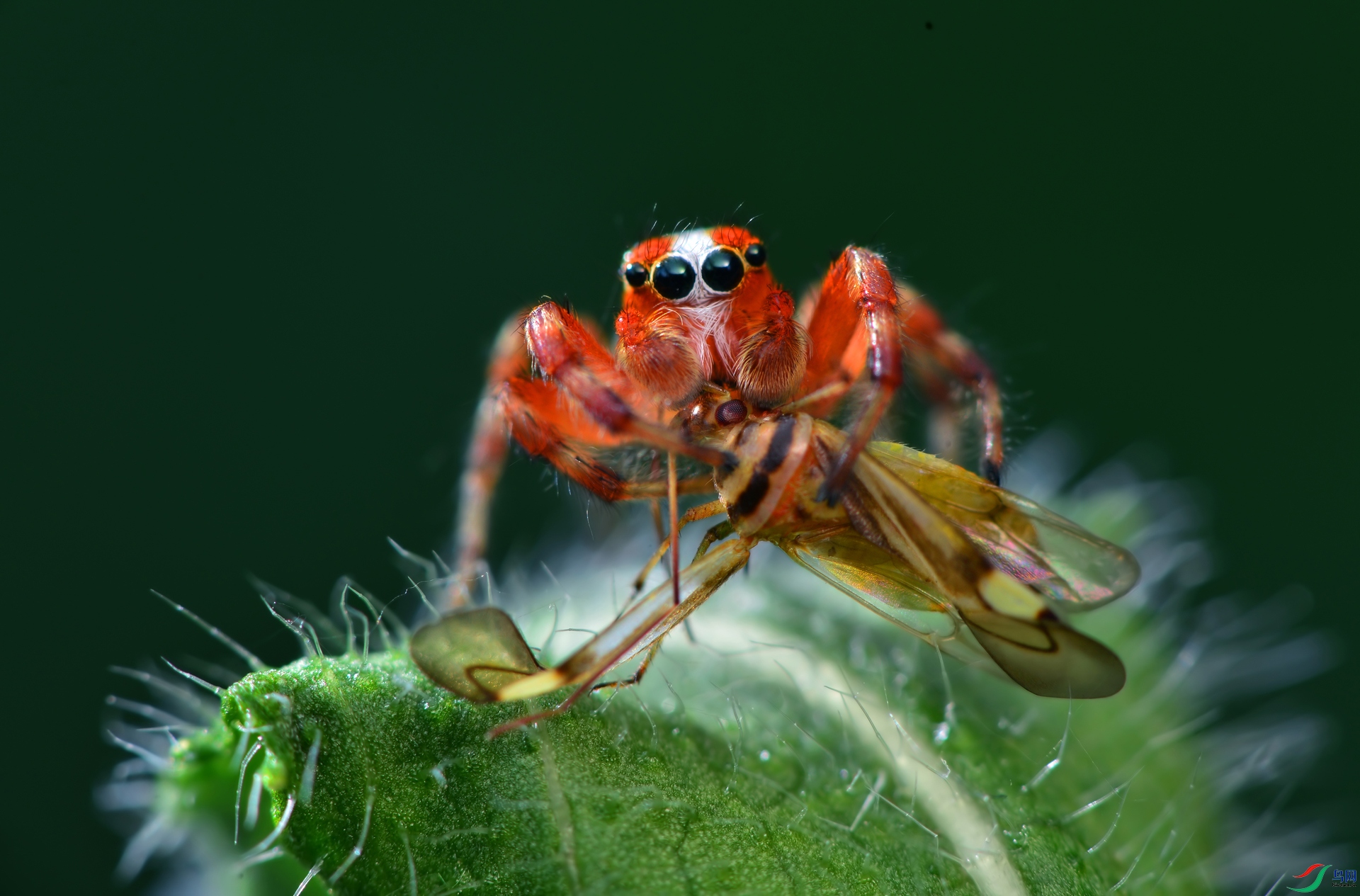 DSC_1036 ����.jpg