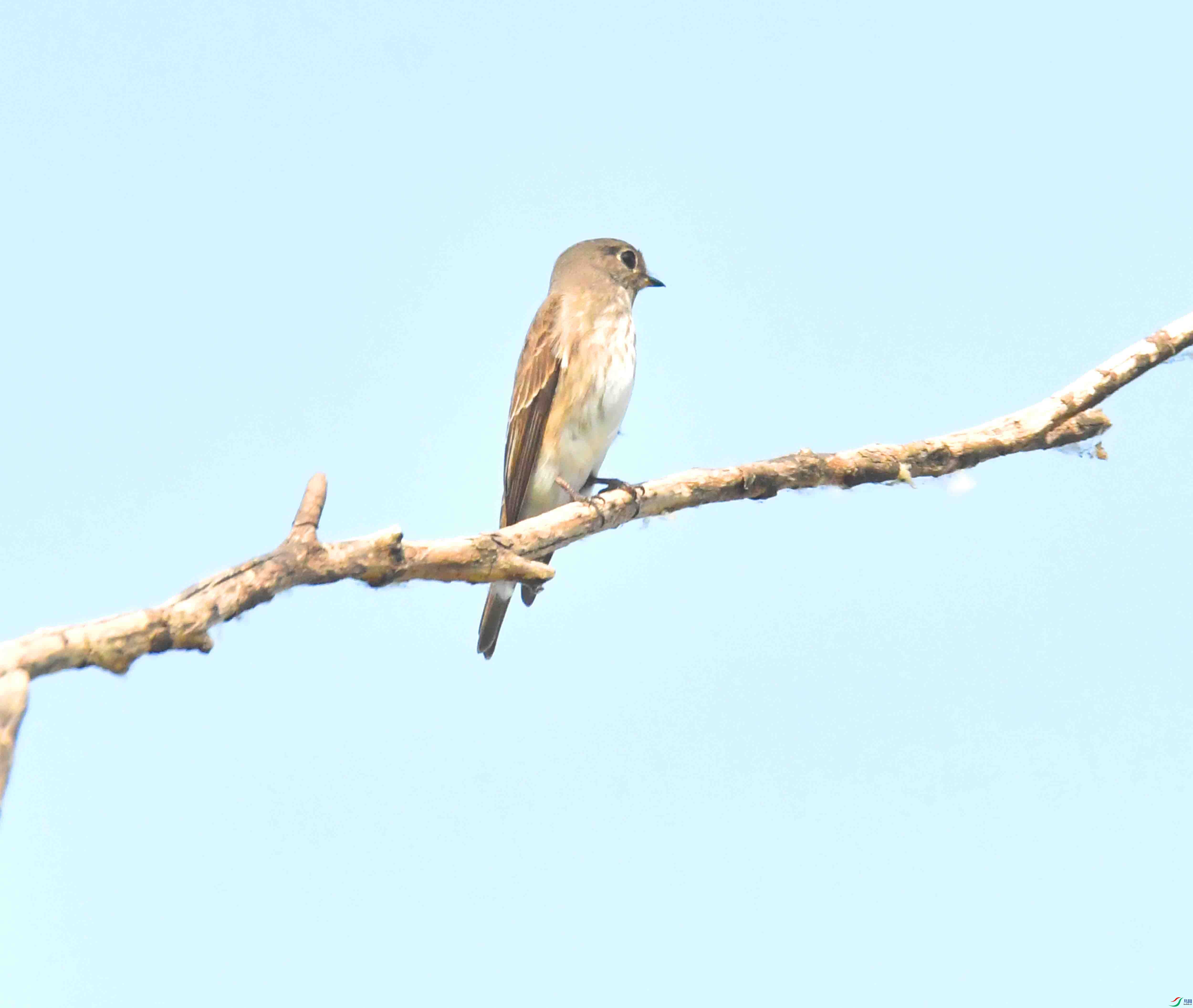 DSC_2085.JPG