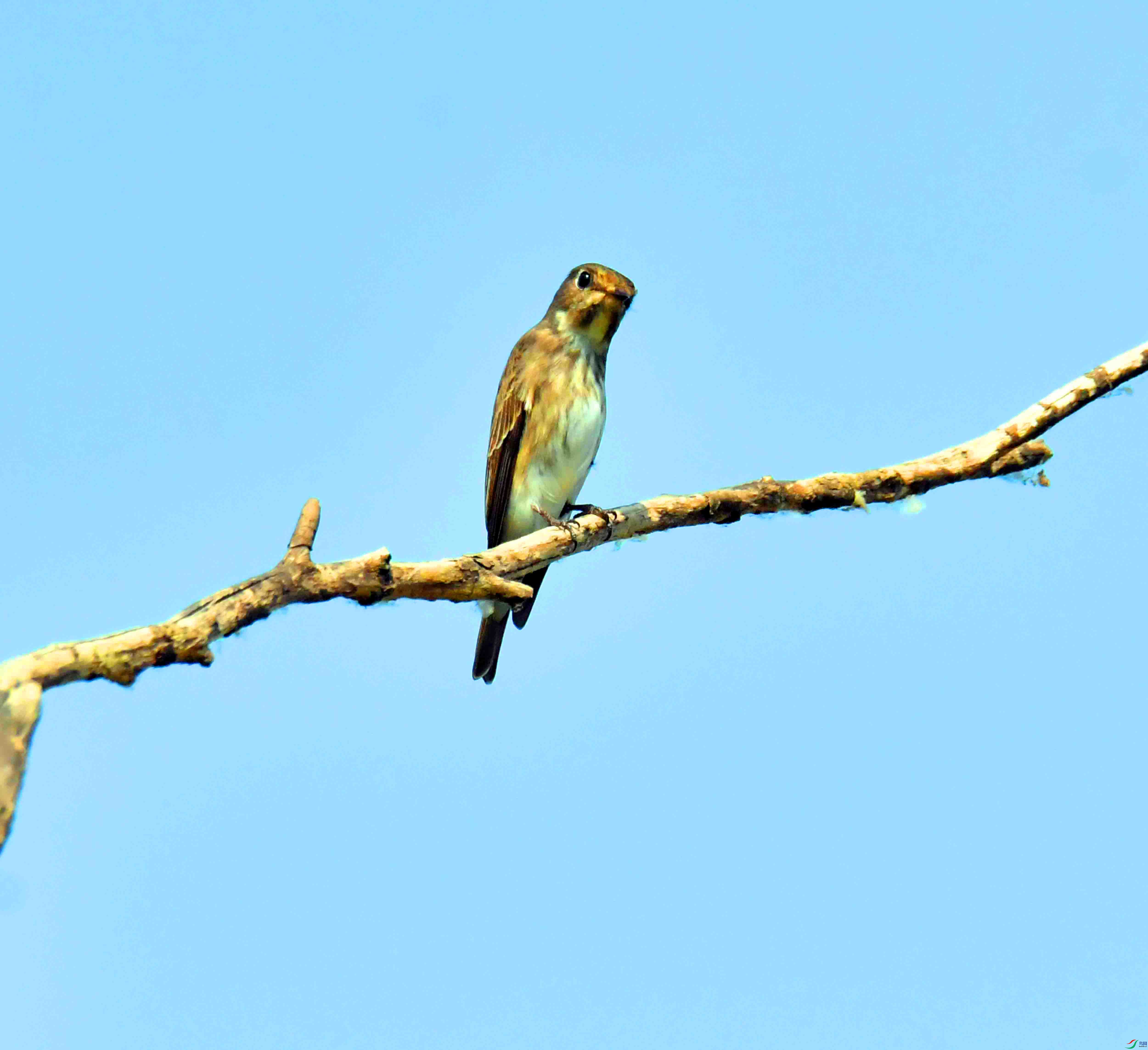DSC_2093.JPG