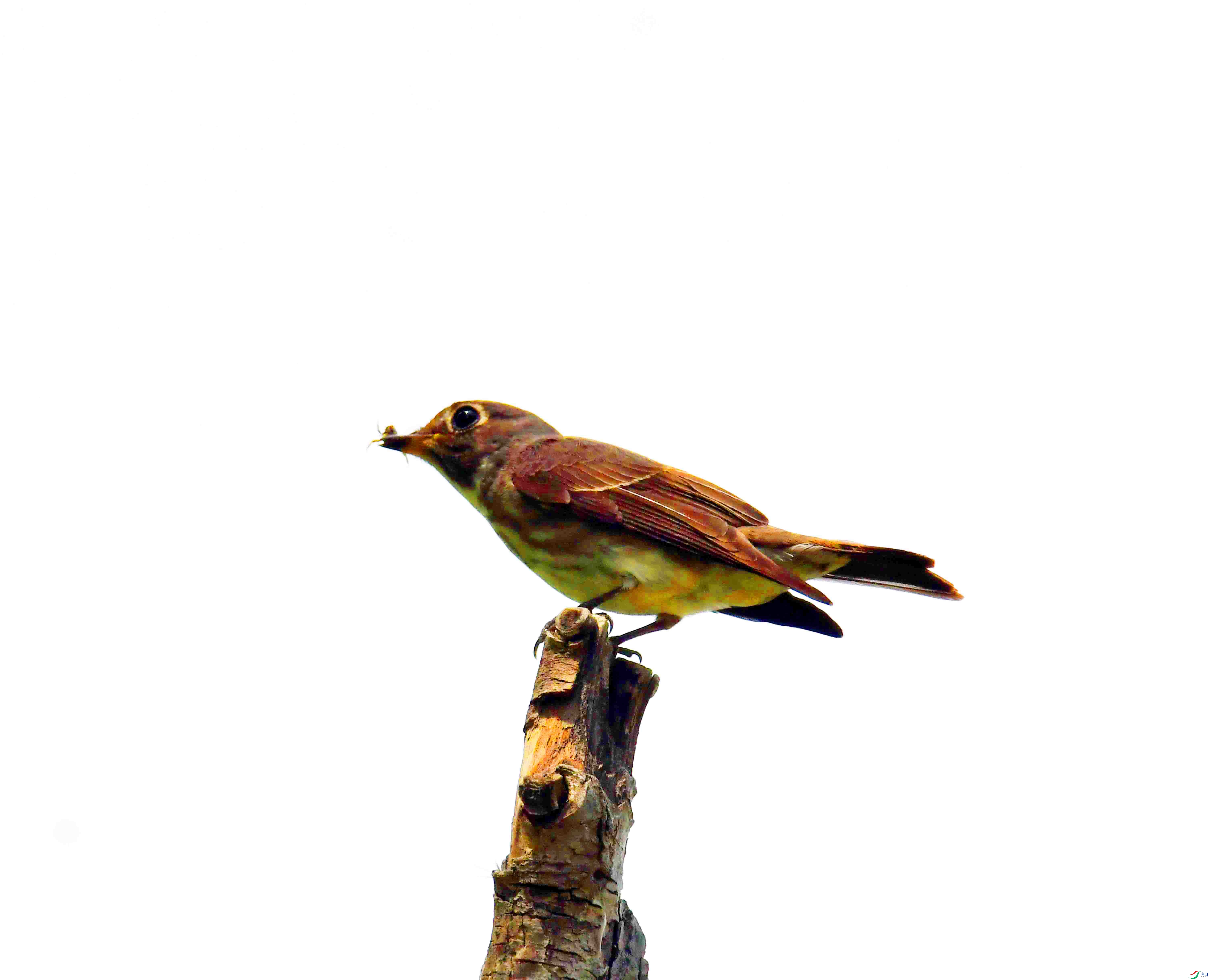 DSC_3807.JPG