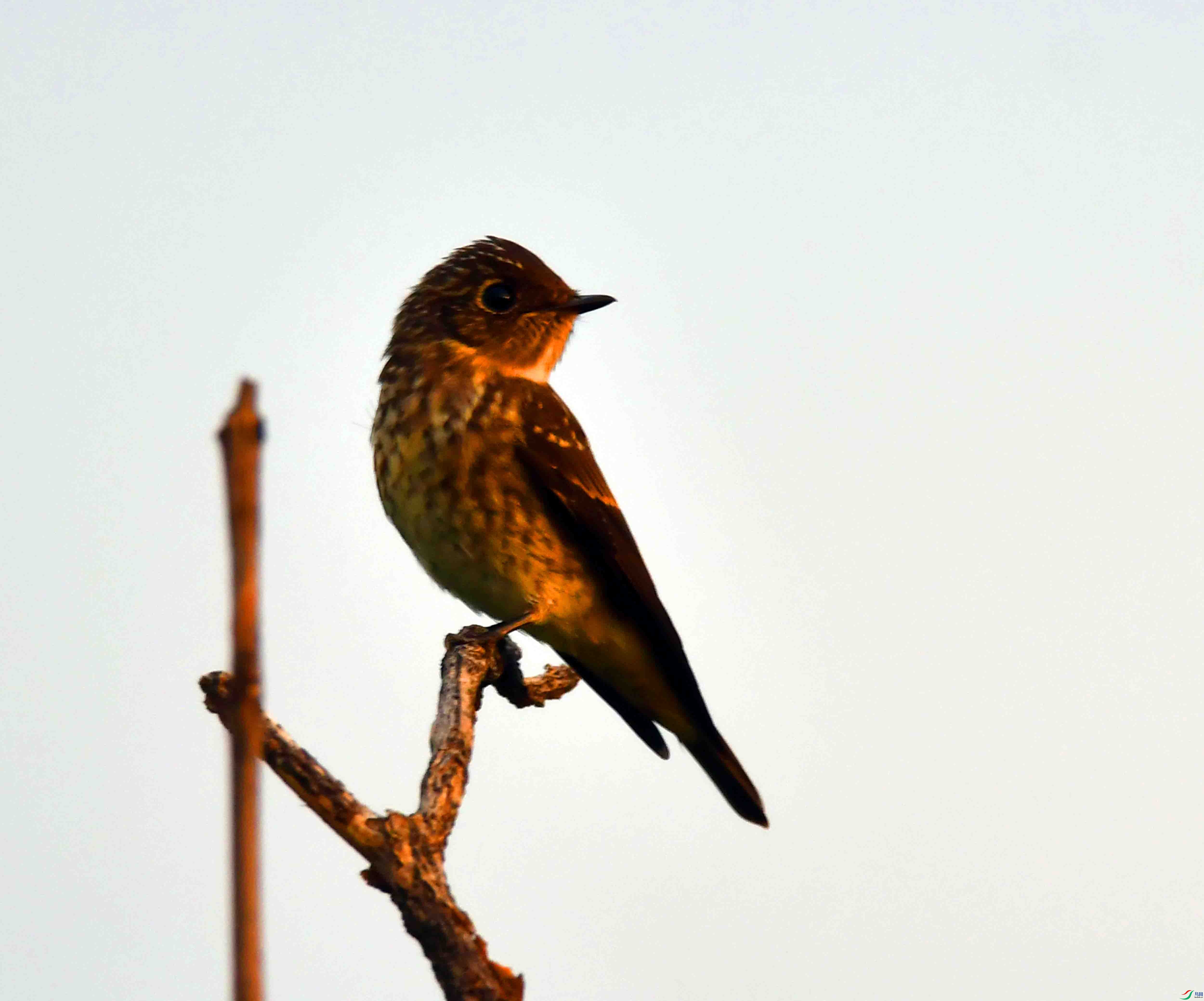 DSC_6176.JPG