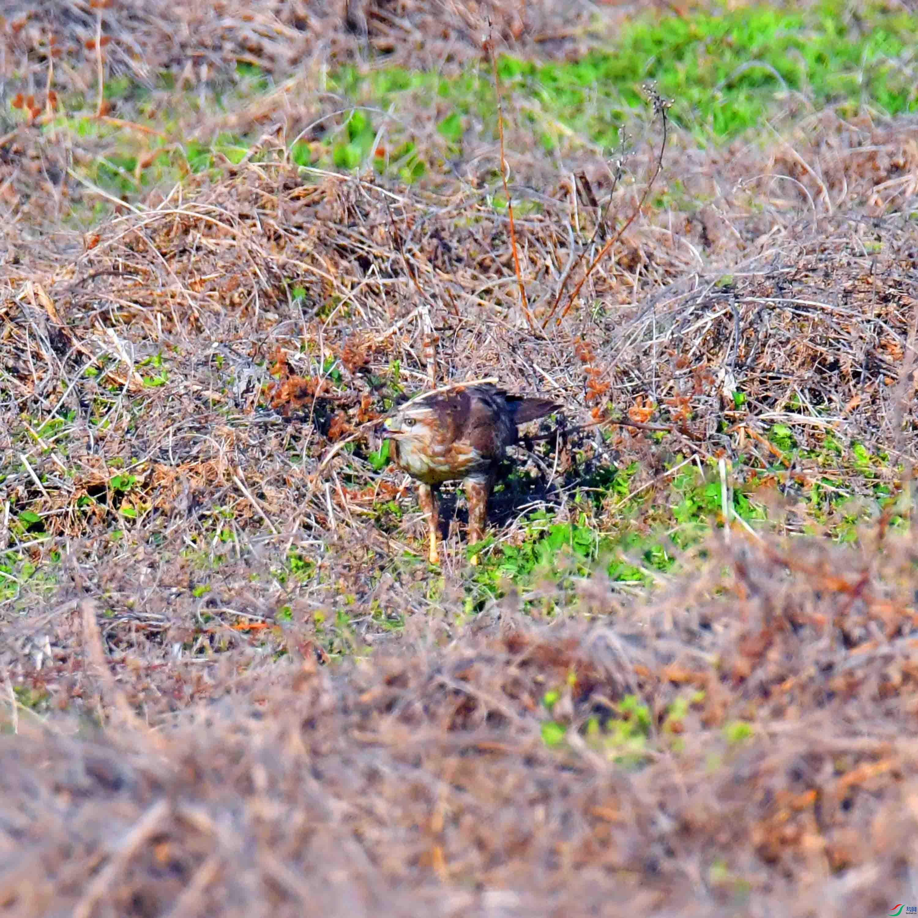 DSC_7818.JPG