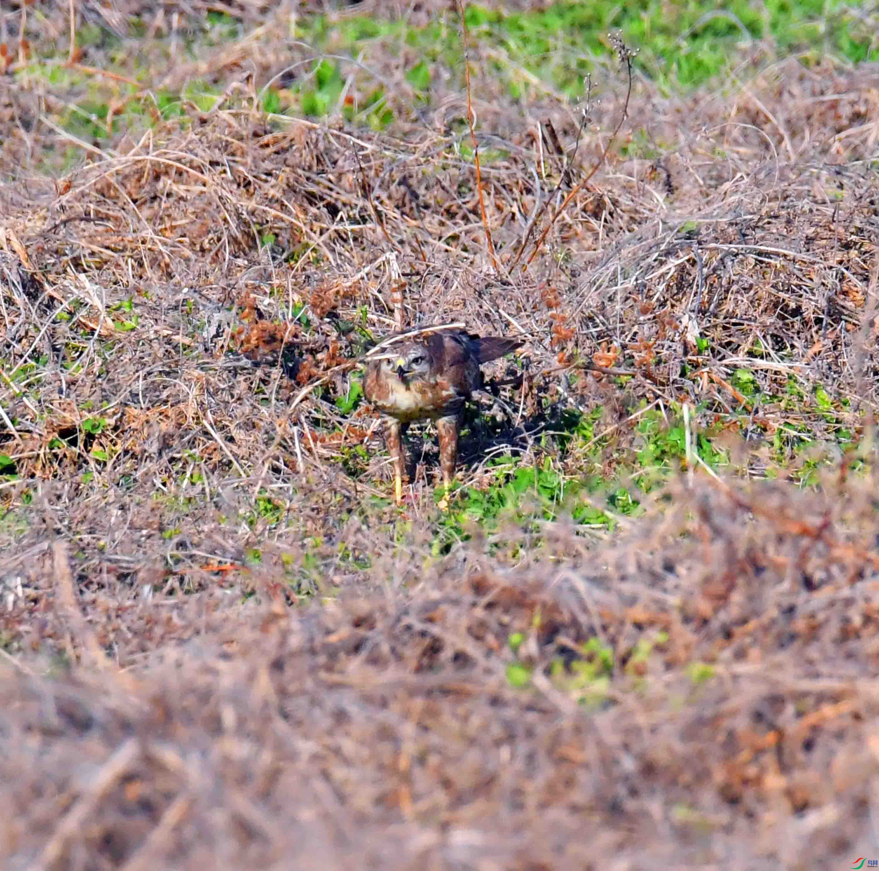 DSC_7826.JPG