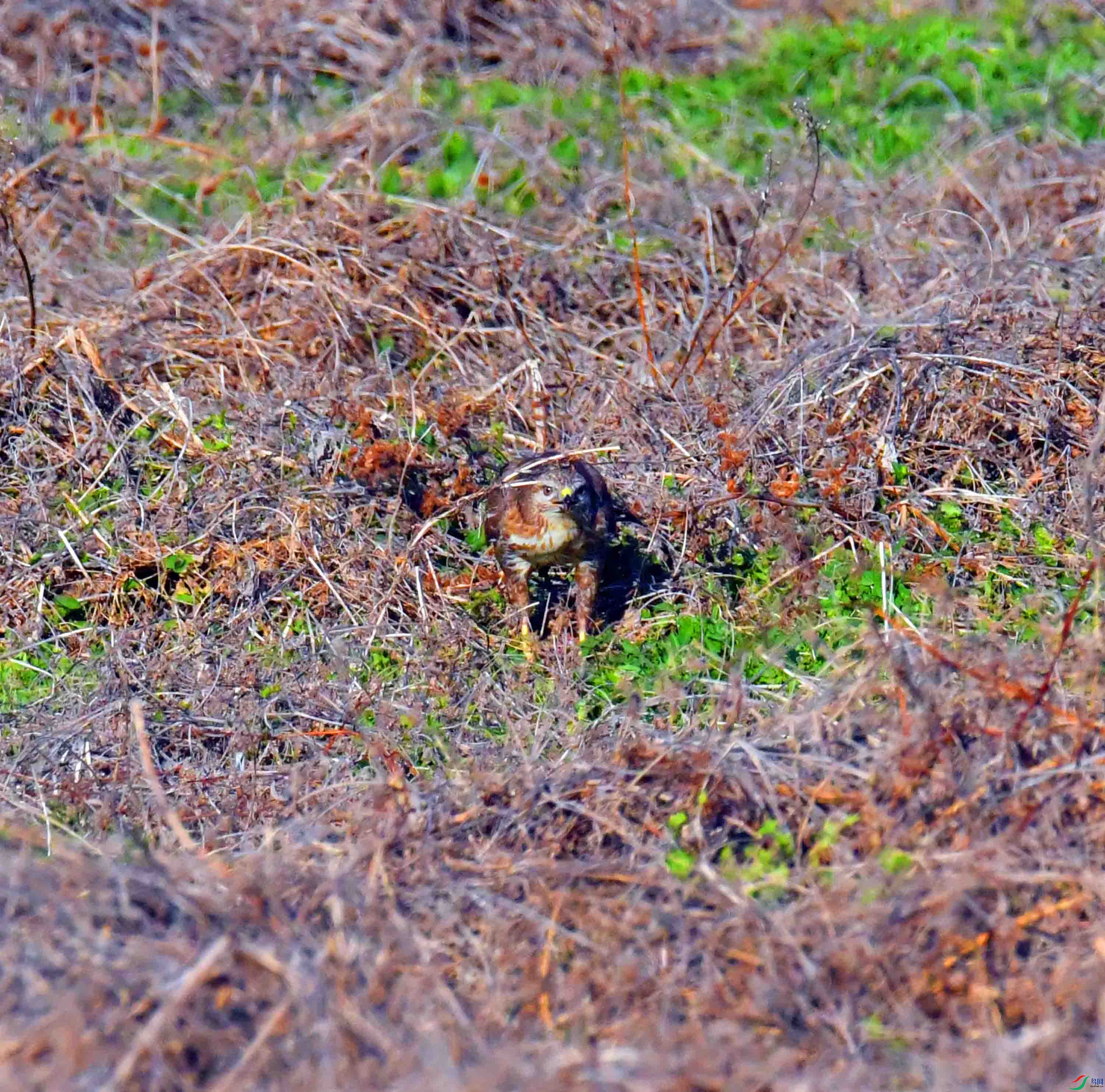 DSC_7908.JPG