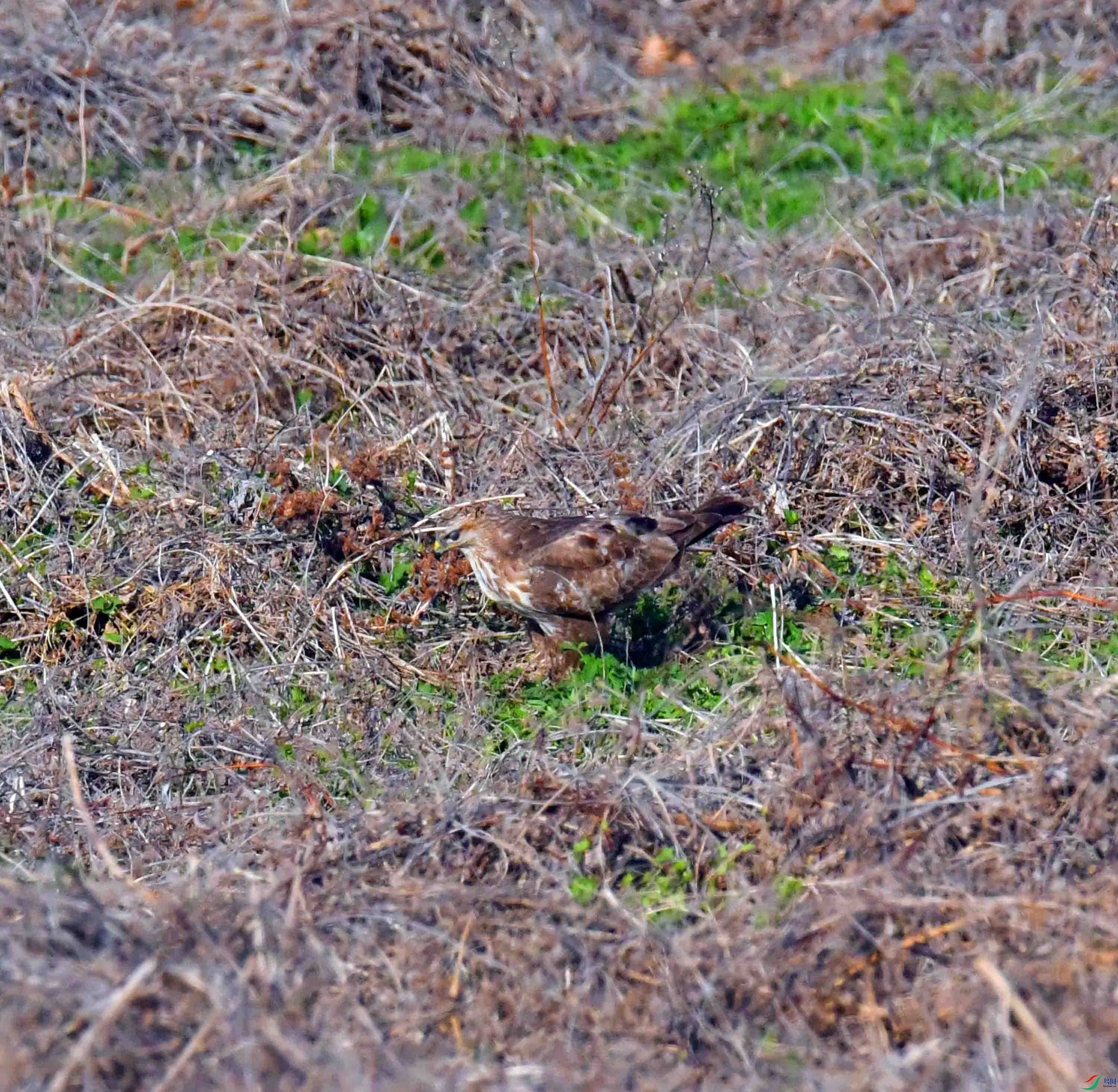 DSC_8063.JPG