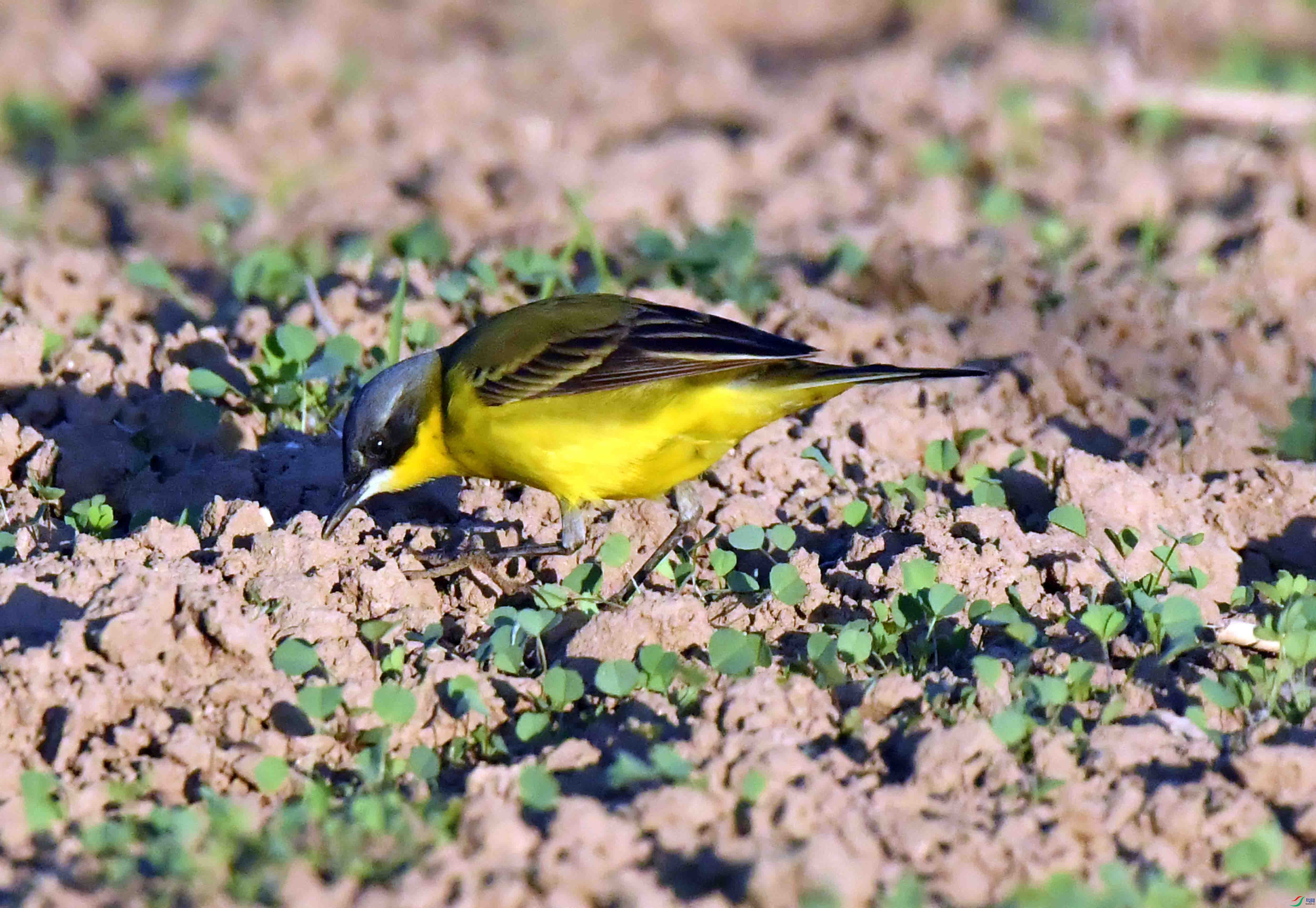DSC_9285.JPG