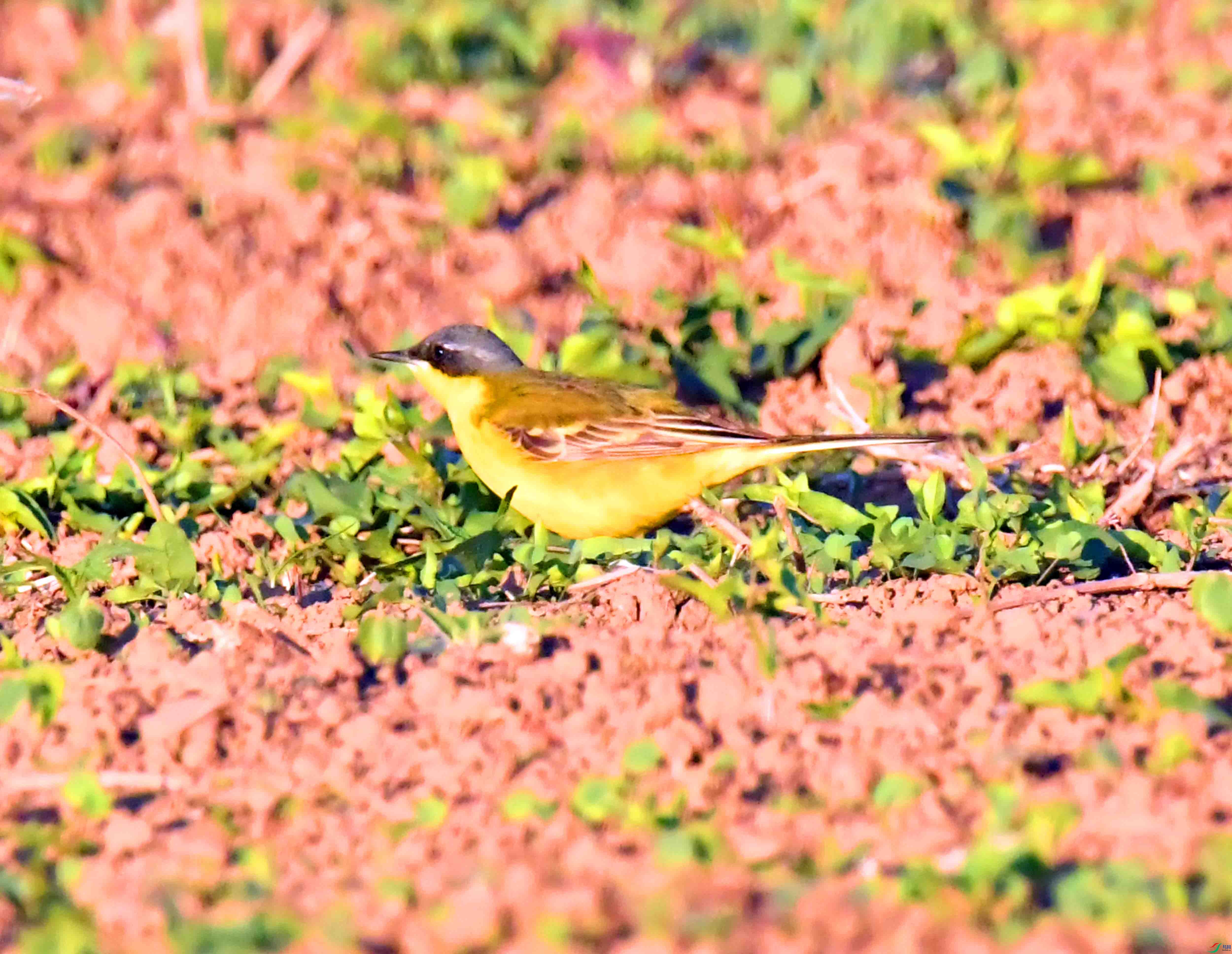 DSC_9322.JPG