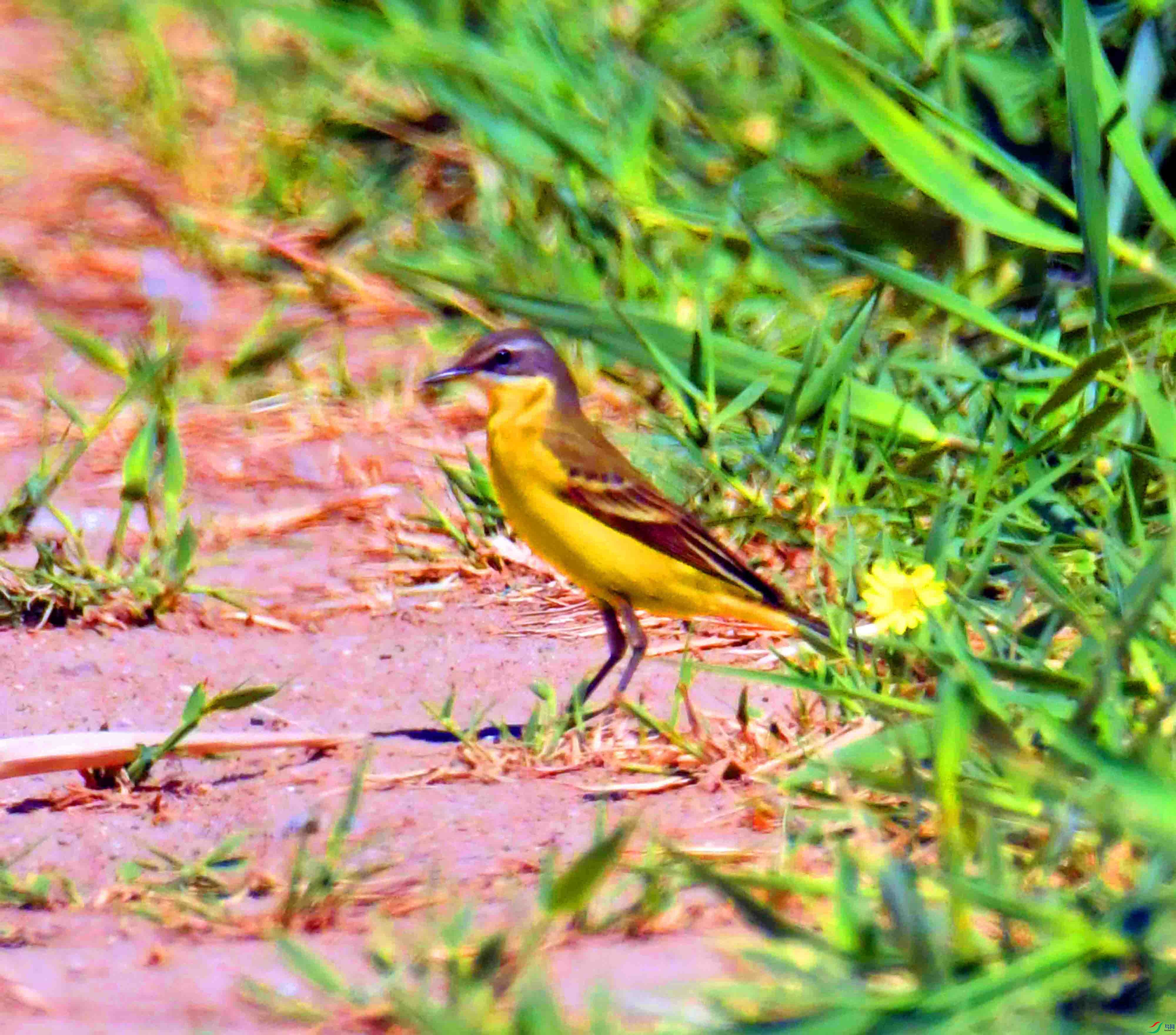DSC_9610.JPG