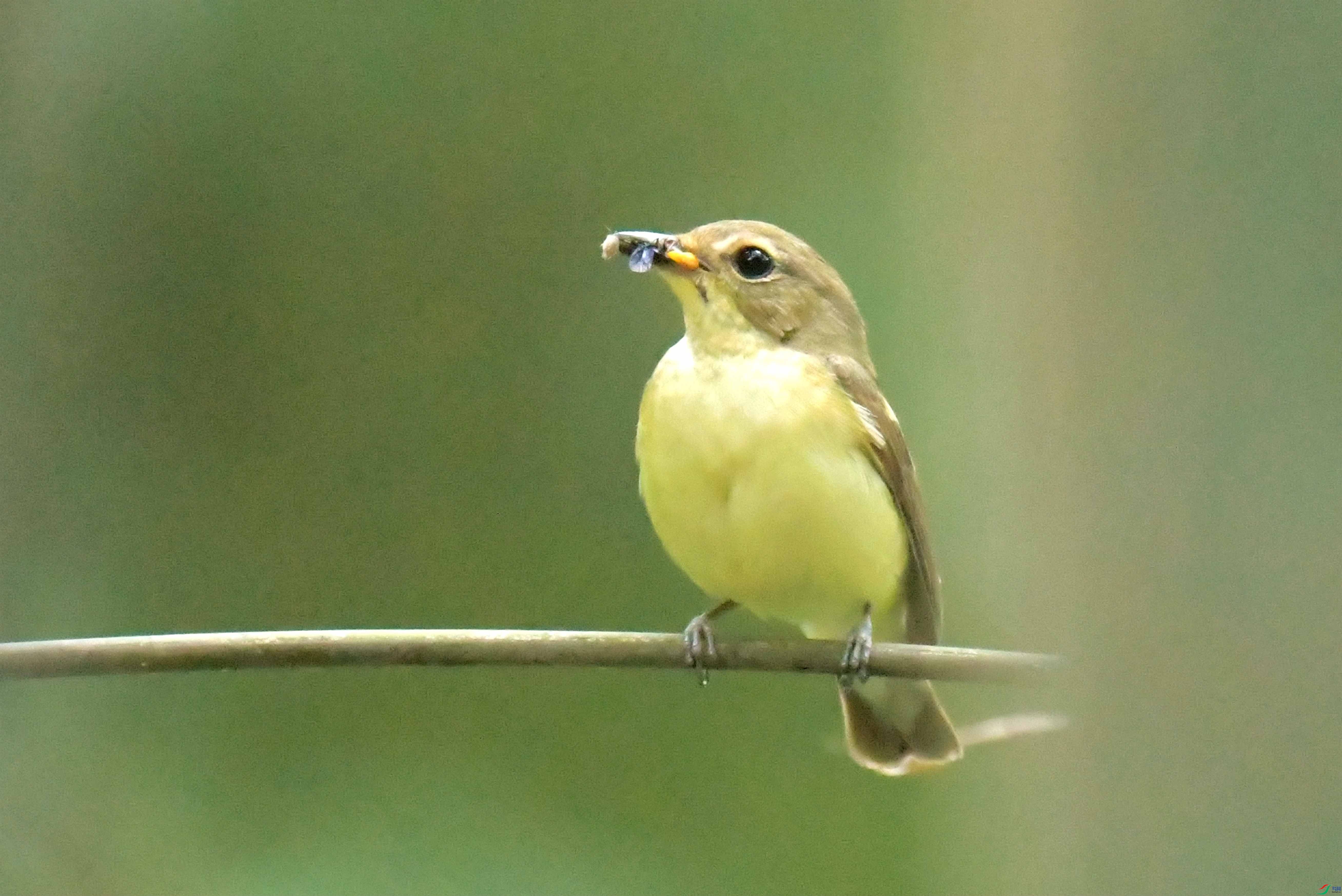 DSC_7119.JPG