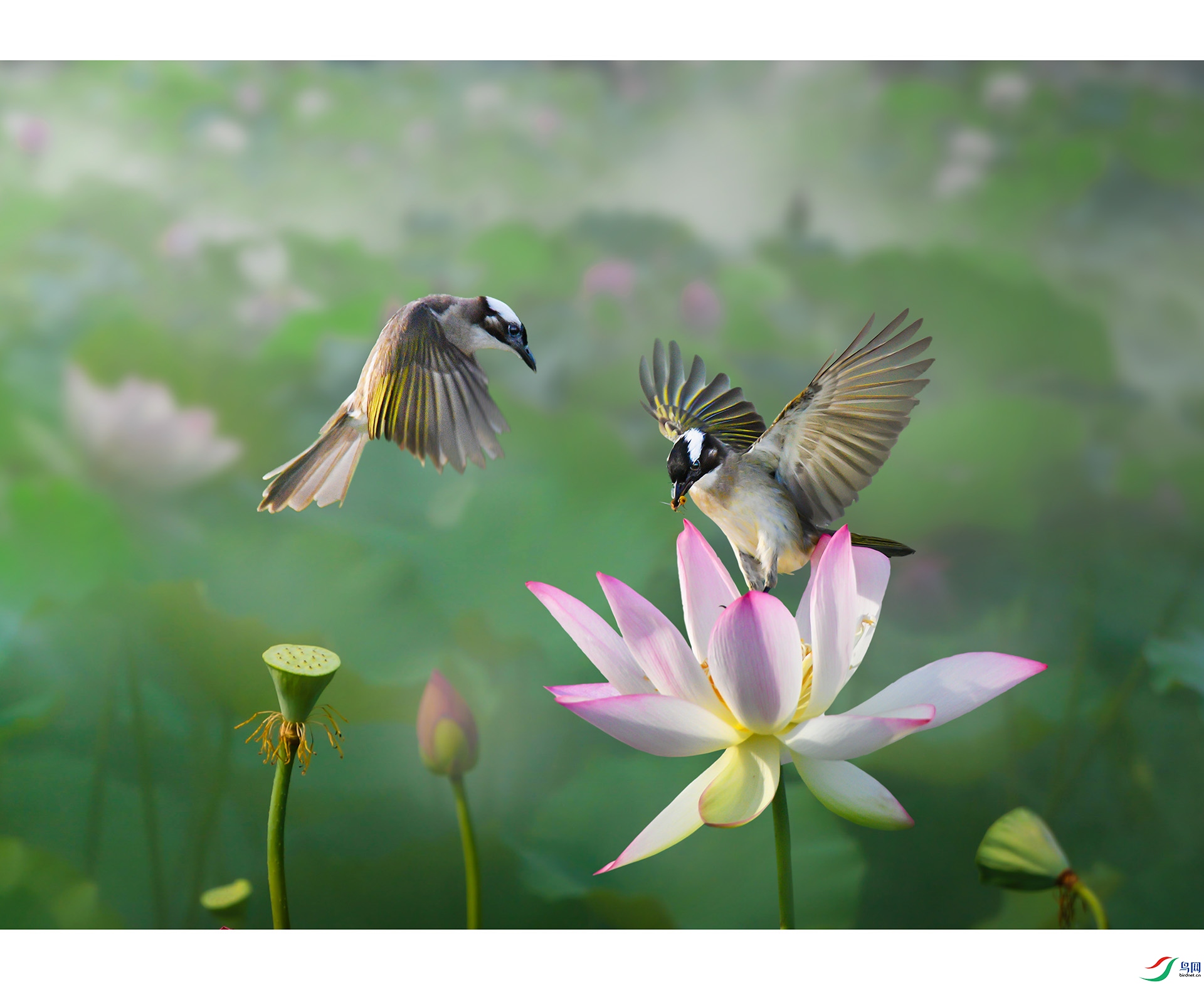 DSC_2661-1-1 ����bb.jpg