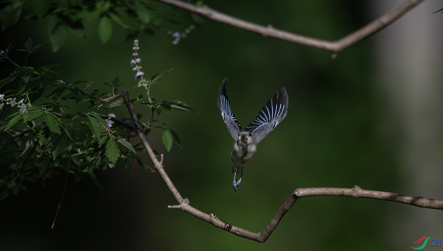 DSC_7949-����ǿ-NR ����.jpg