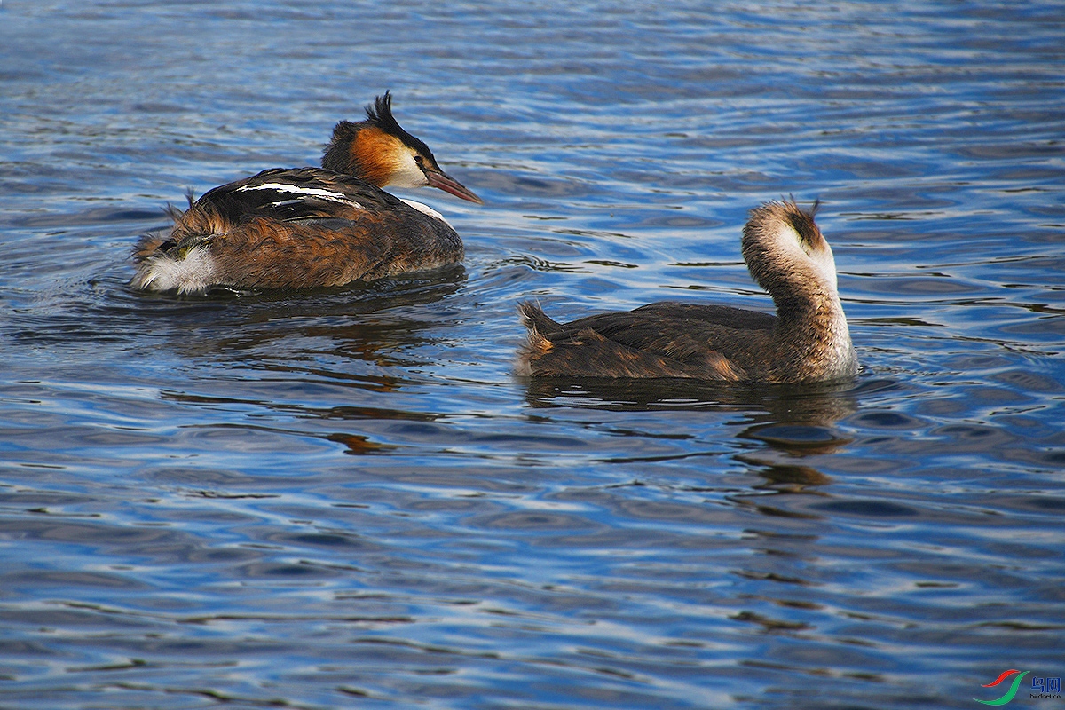 DSC_3516 - ����.JPG