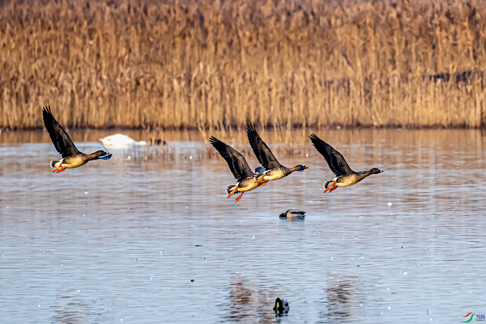 DSC_9914-11.jpg