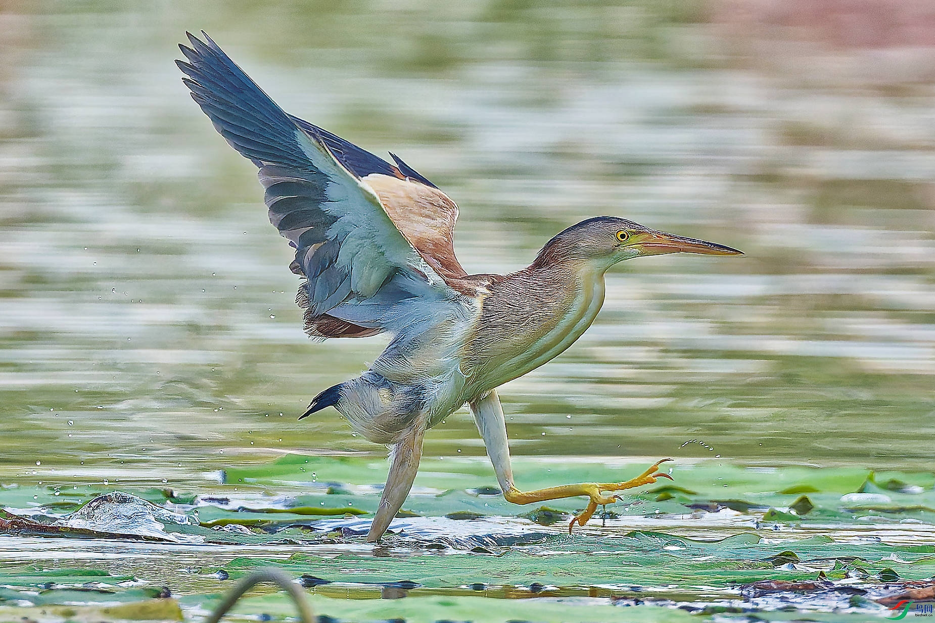 DSC_6862_DXO_DXO.jpg