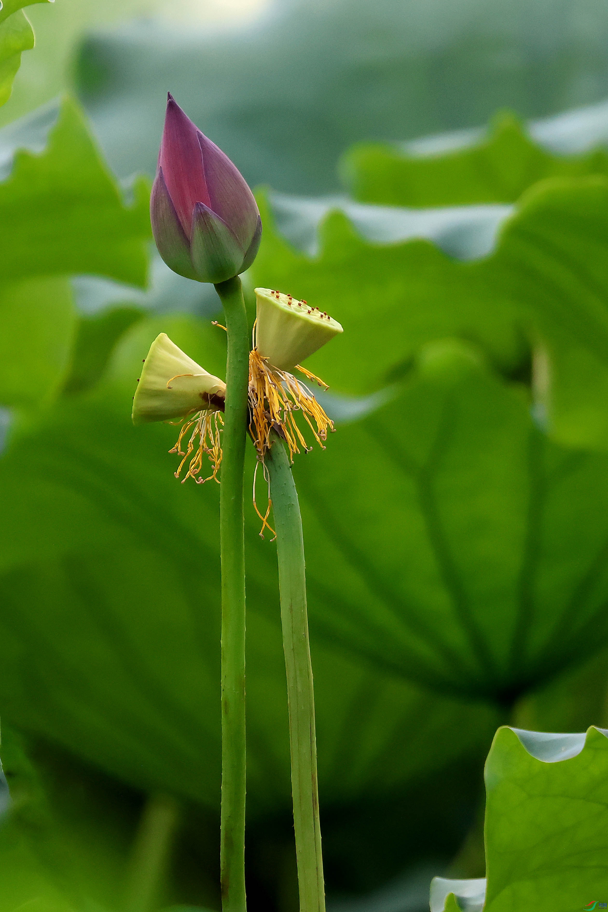 2G9A6750.JPG