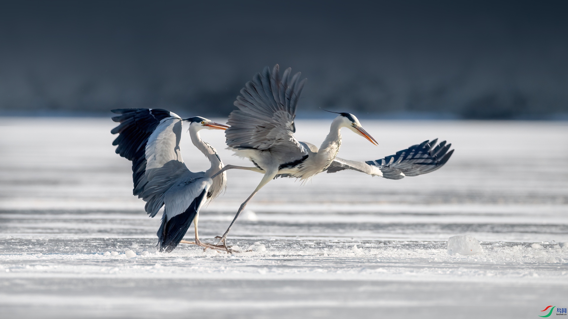 _DSC7724-1xx.jpg