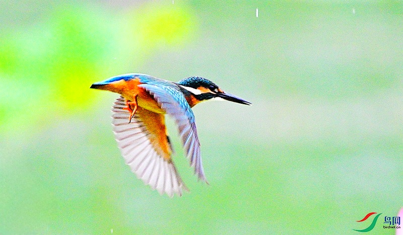 DSC_2926.JPG