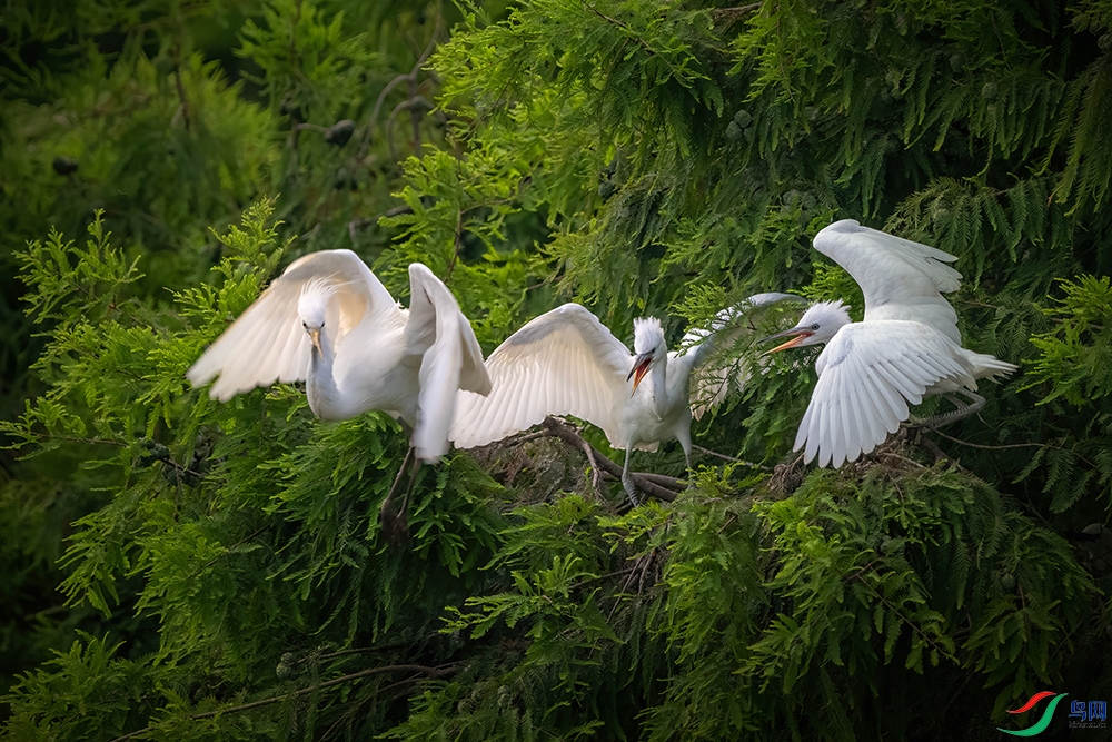 8bfafd1a37fcc47c8cf96cc1ea5c19f ���� 2.jpg