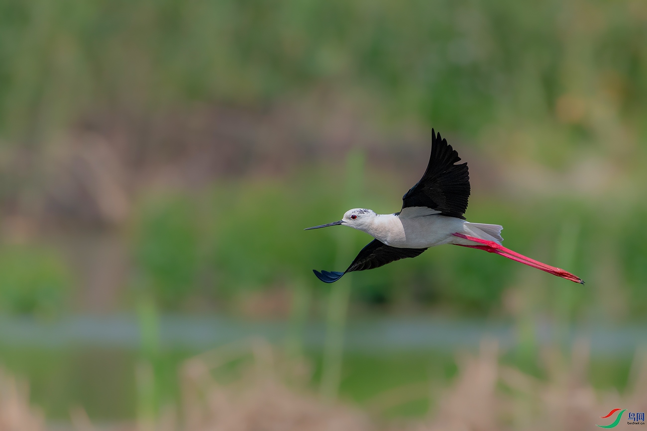 DSC_6558AB.jpg