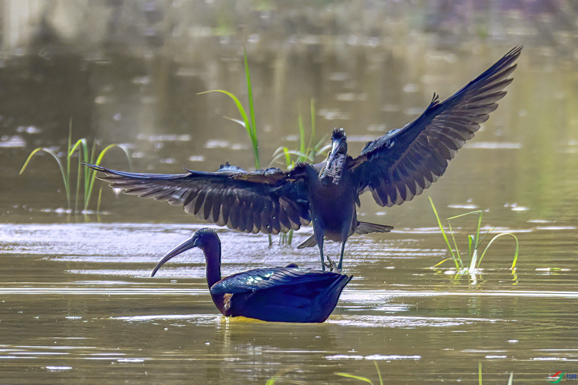 060A8778 ����-Sha----1 .jpg