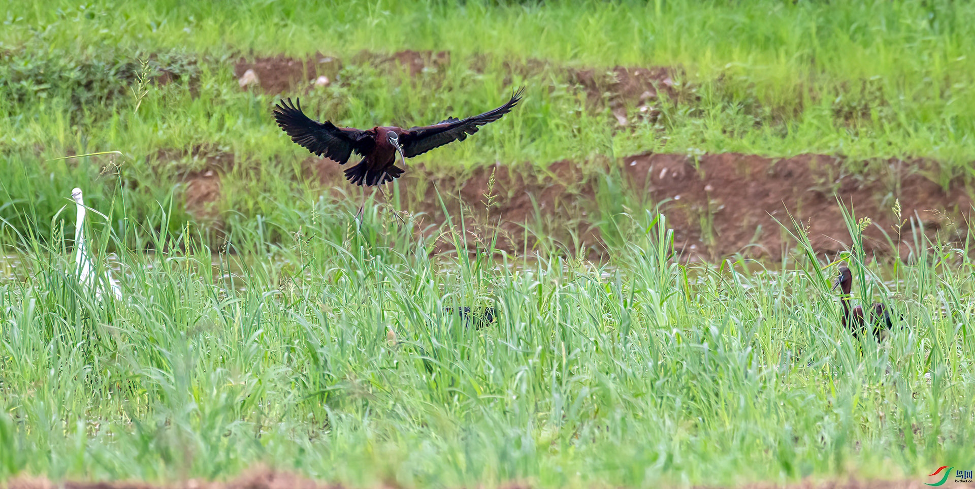 060A5482 ����-Sha---1 .jpg