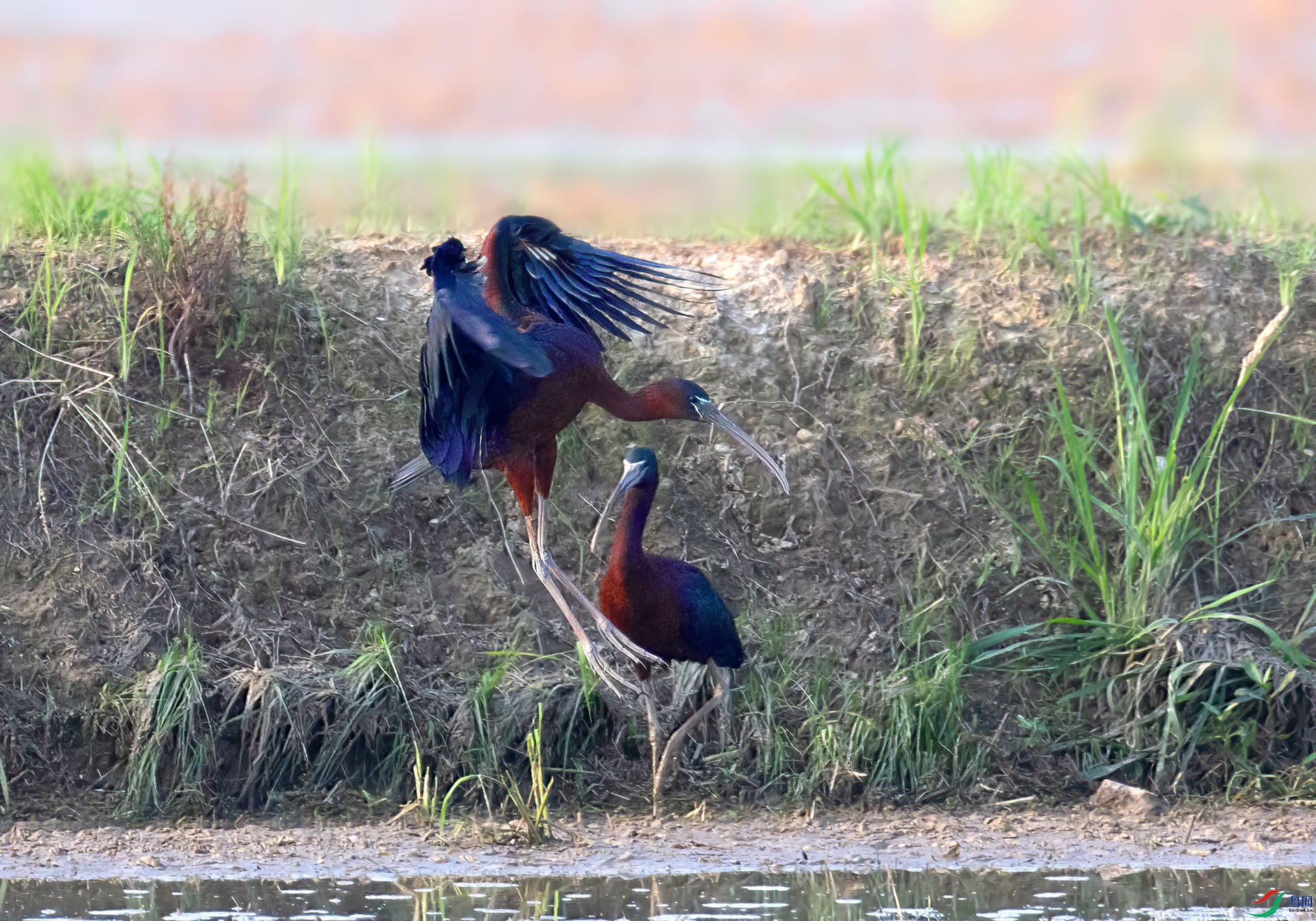 060A5609 ����-Sh-----1 .jpg