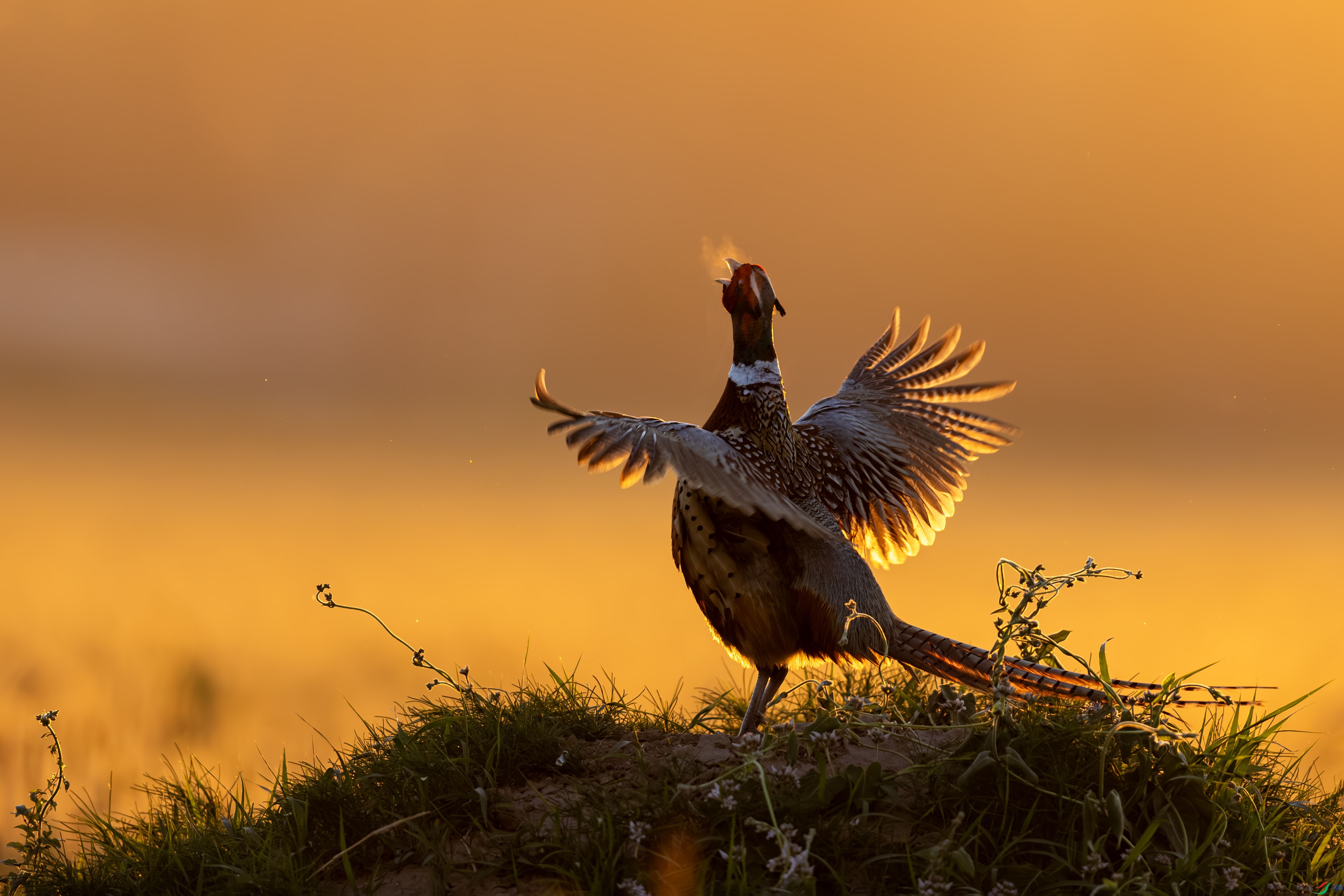 AN4I9409-����ǿ-NR ���� 2.jpg