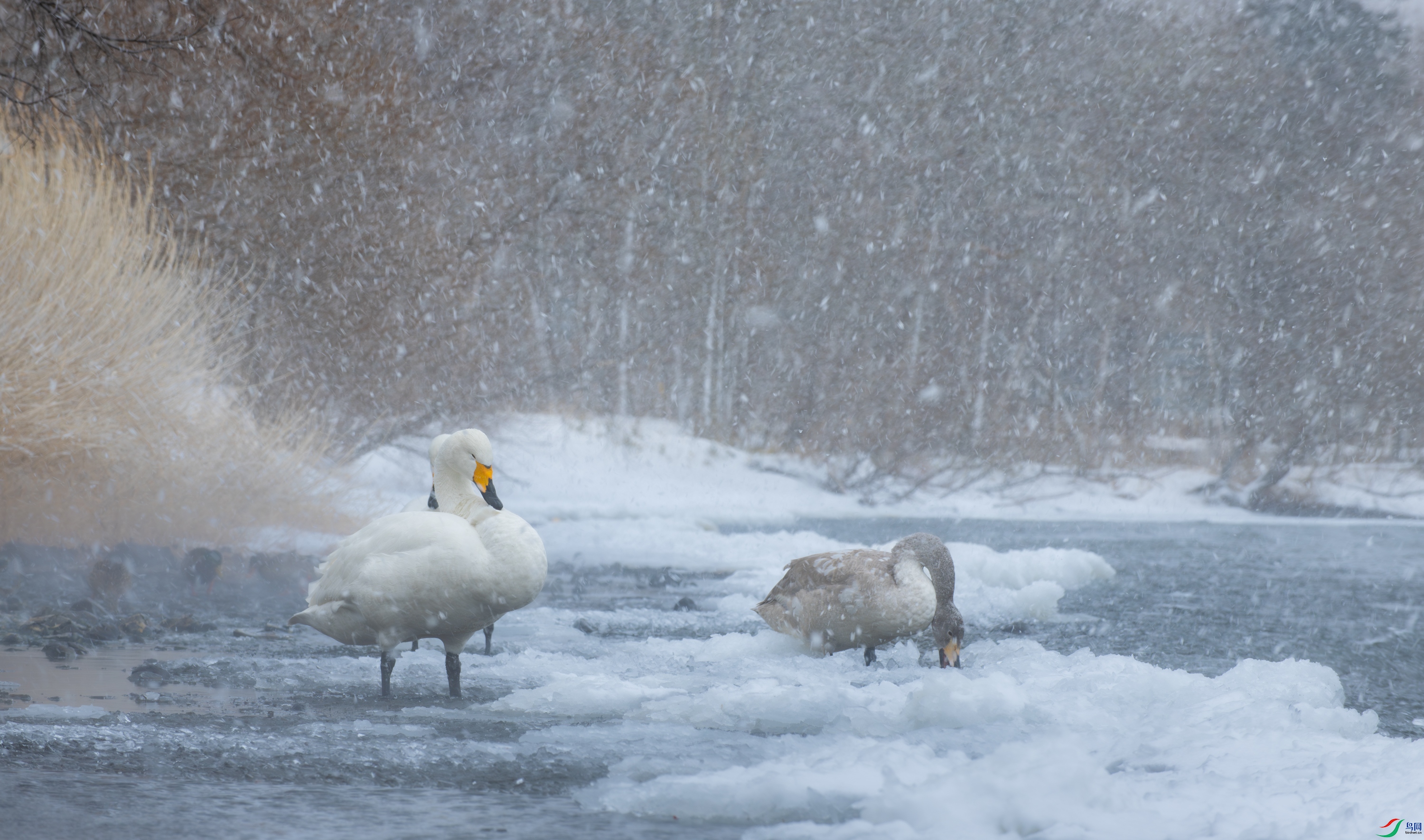 DSC_9688-����ǿ-NR-11.jpg