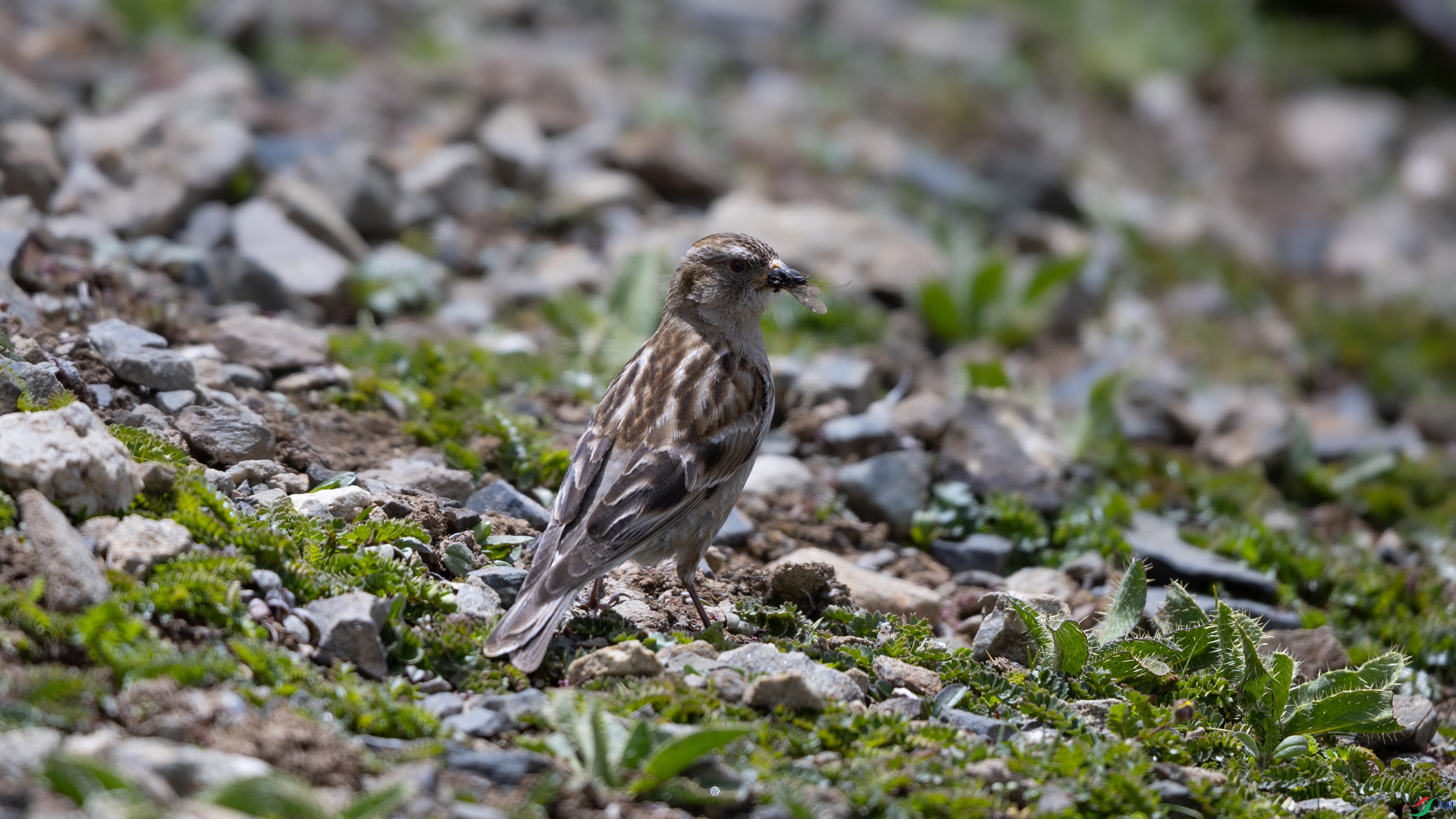 _O7A2434 ����444444.jpg