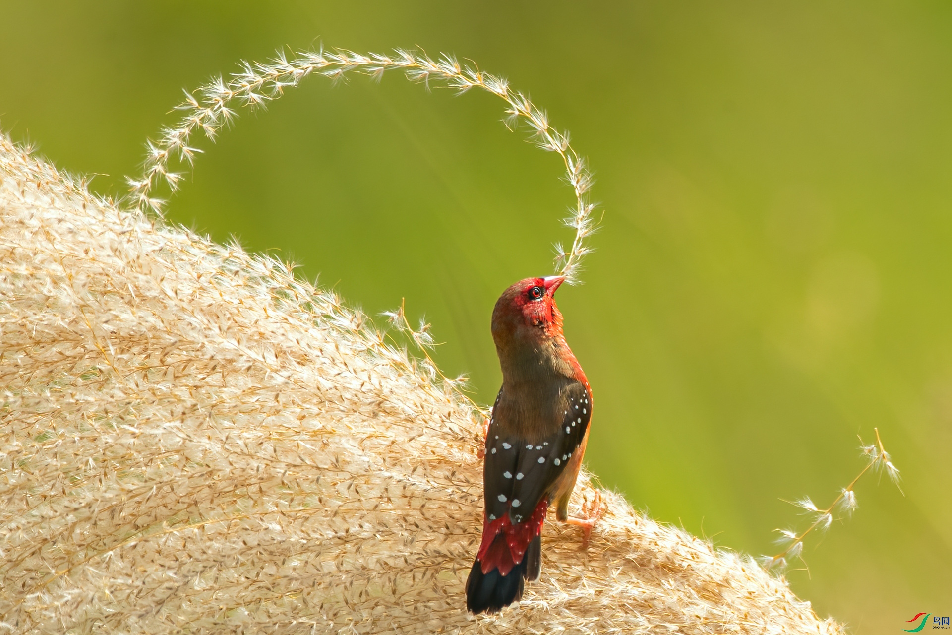 B86I1955 _����.jpg