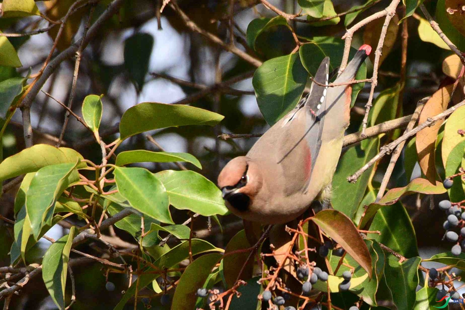 DSC_7283.JPG