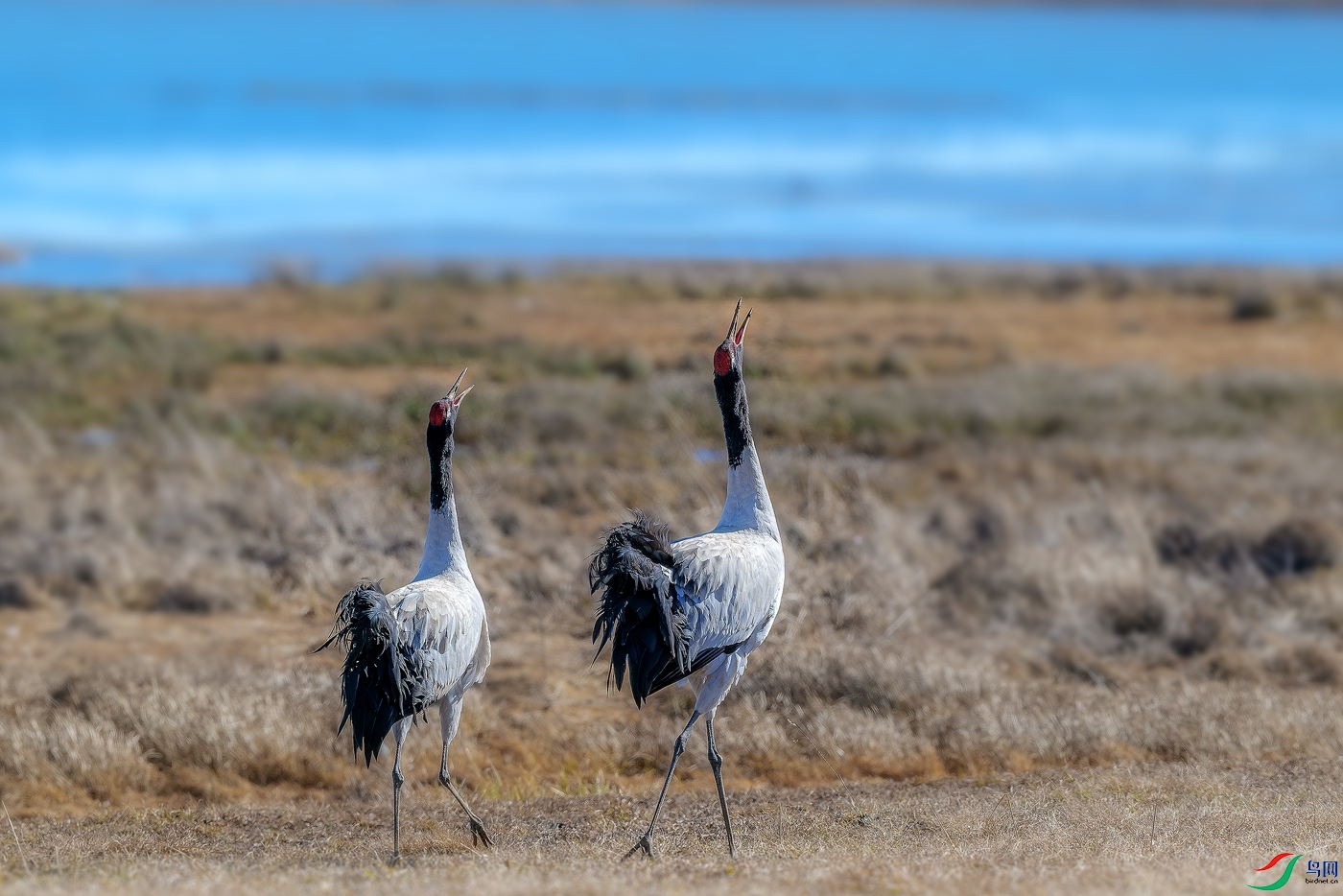 DSC_3274-NEF_DxO_DeepPRIME ����.jpg