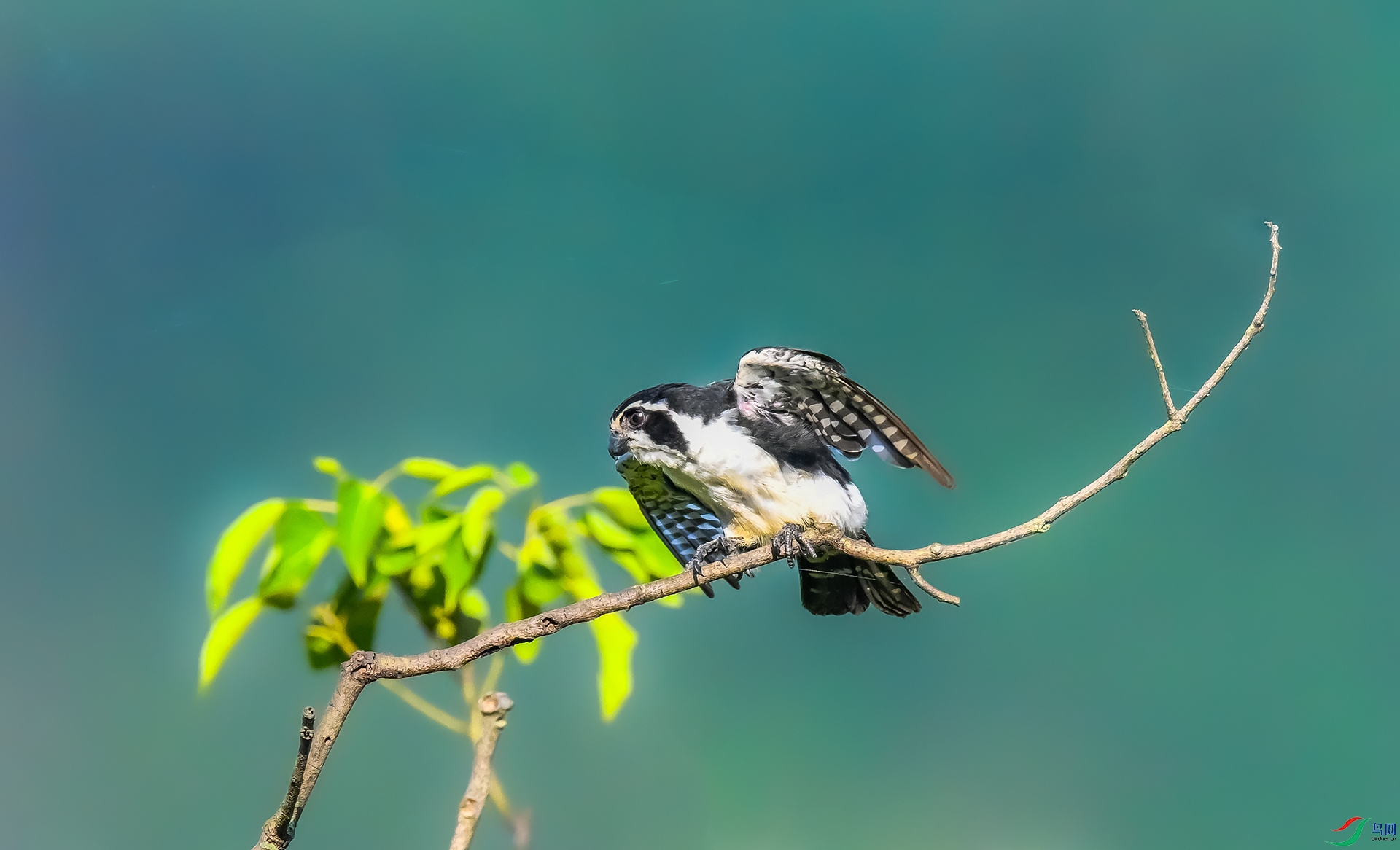 ����С��