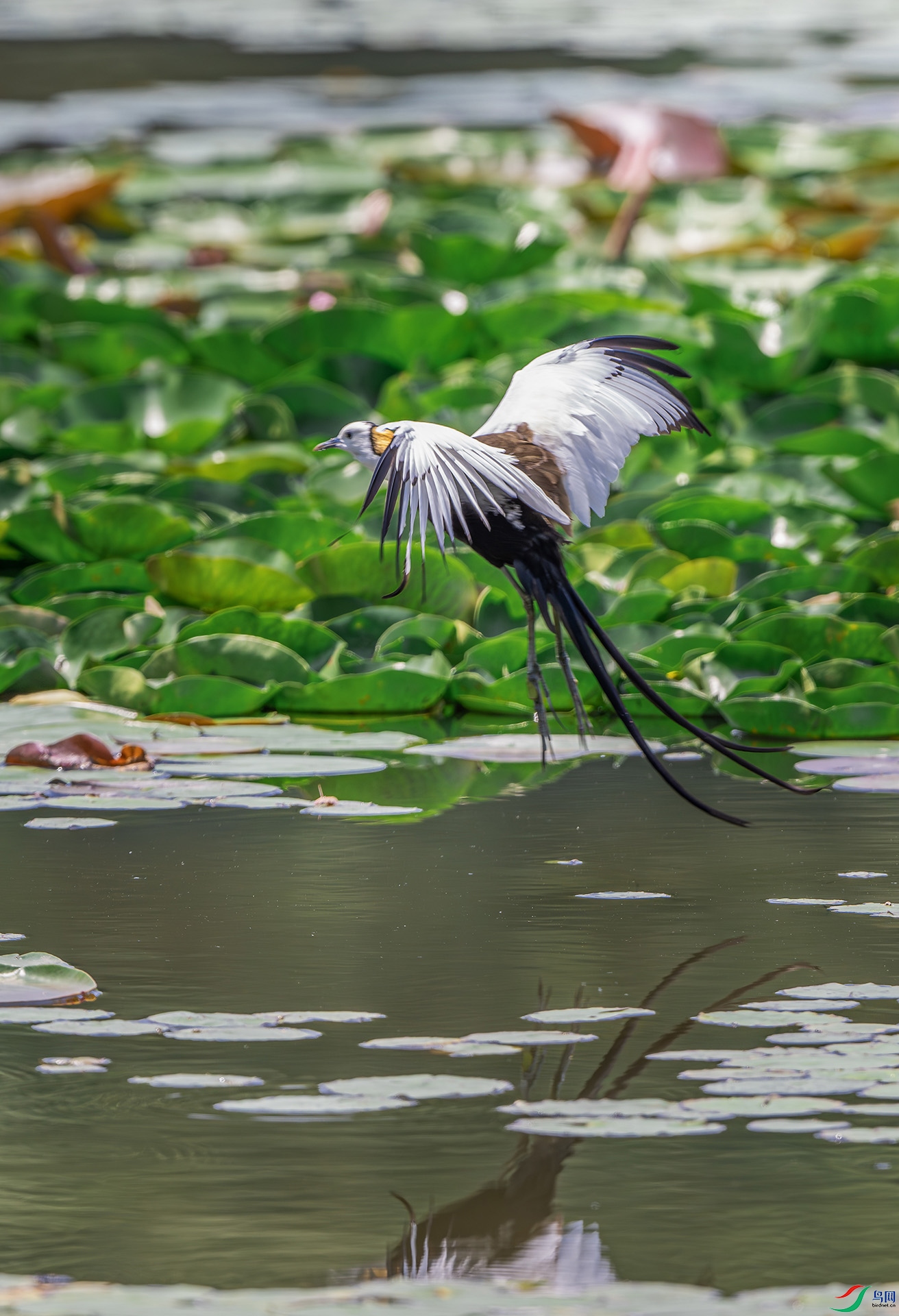DSC_6343.jpg