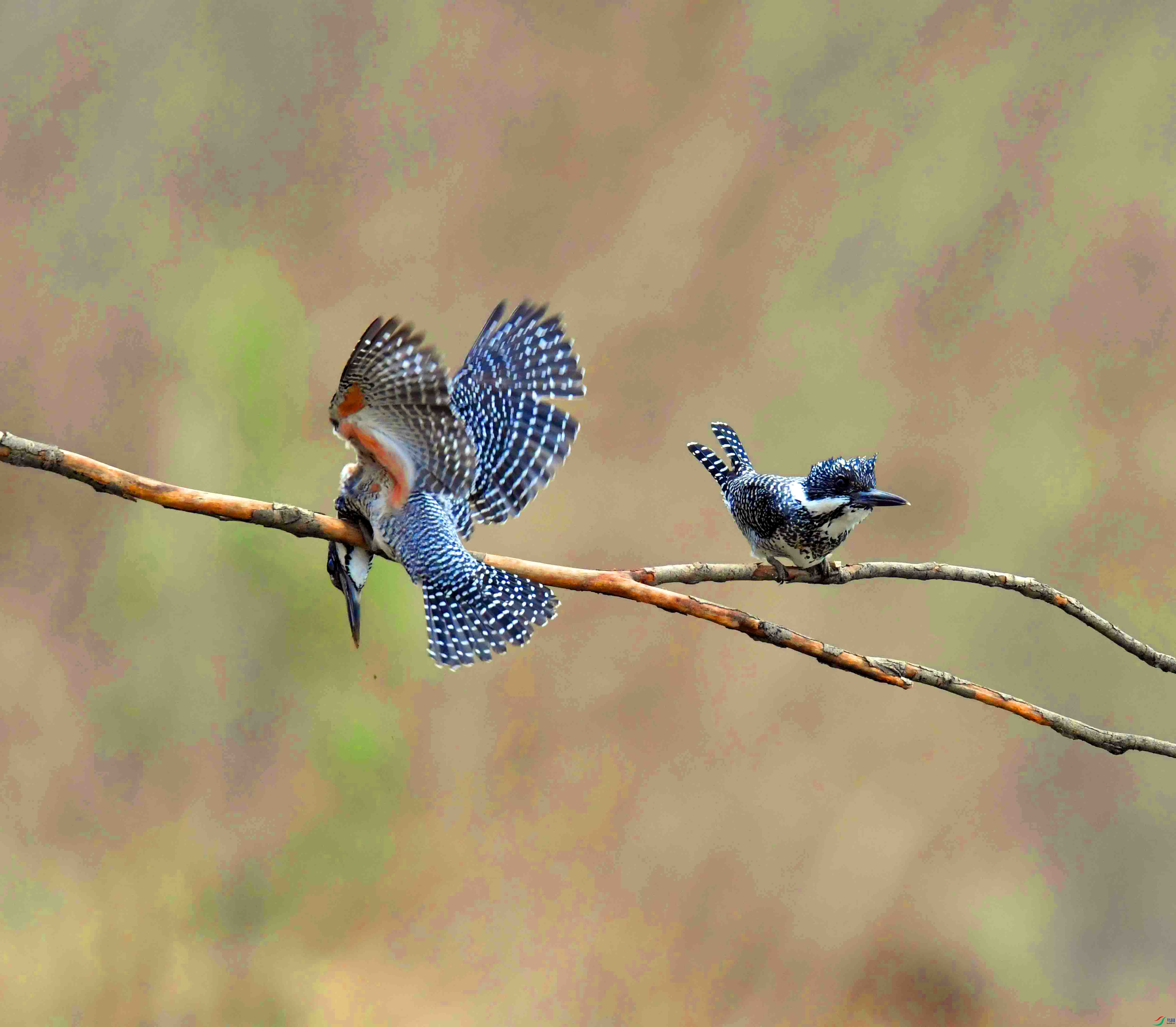 DSC_6909.JPG