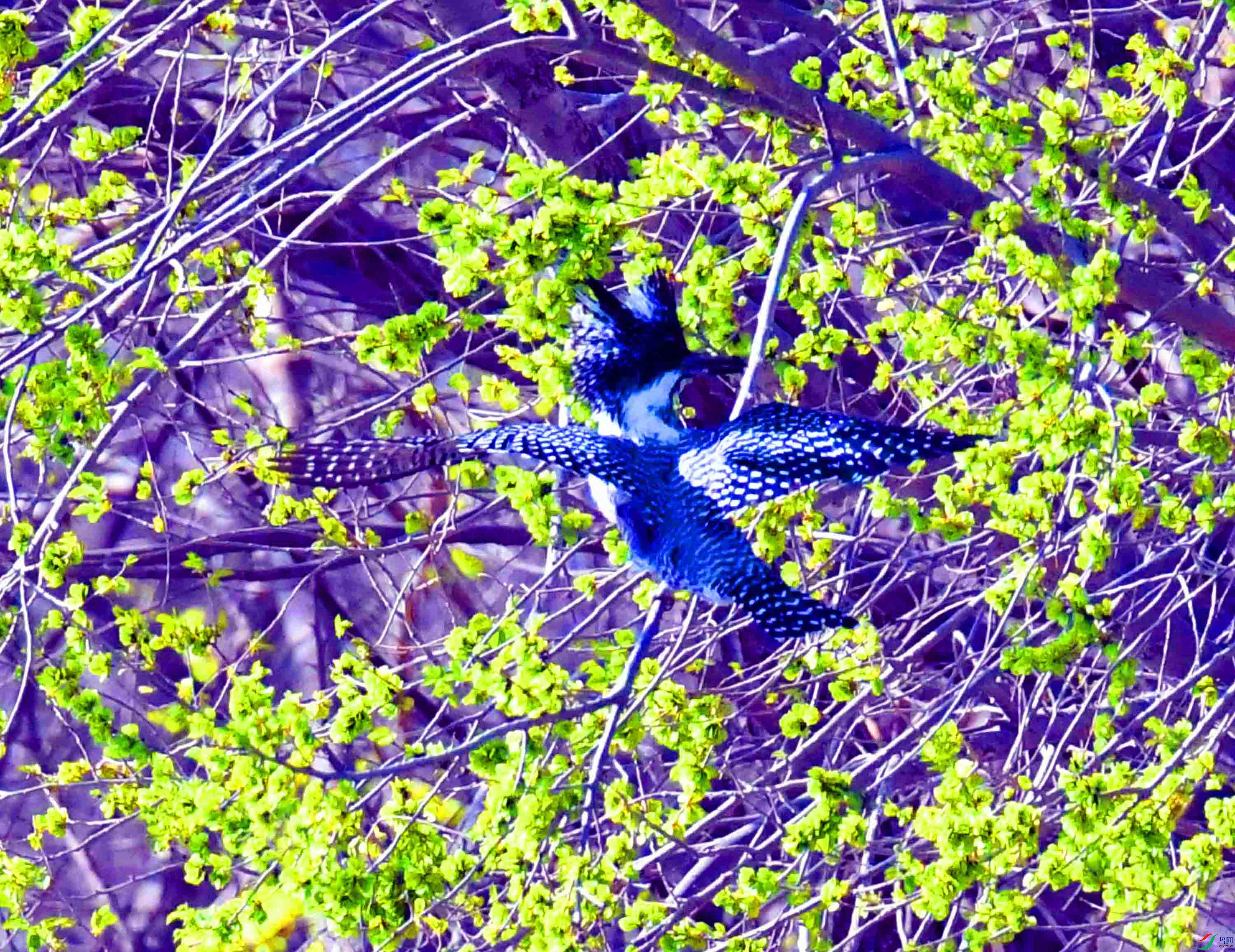 DSC_9832.JPG