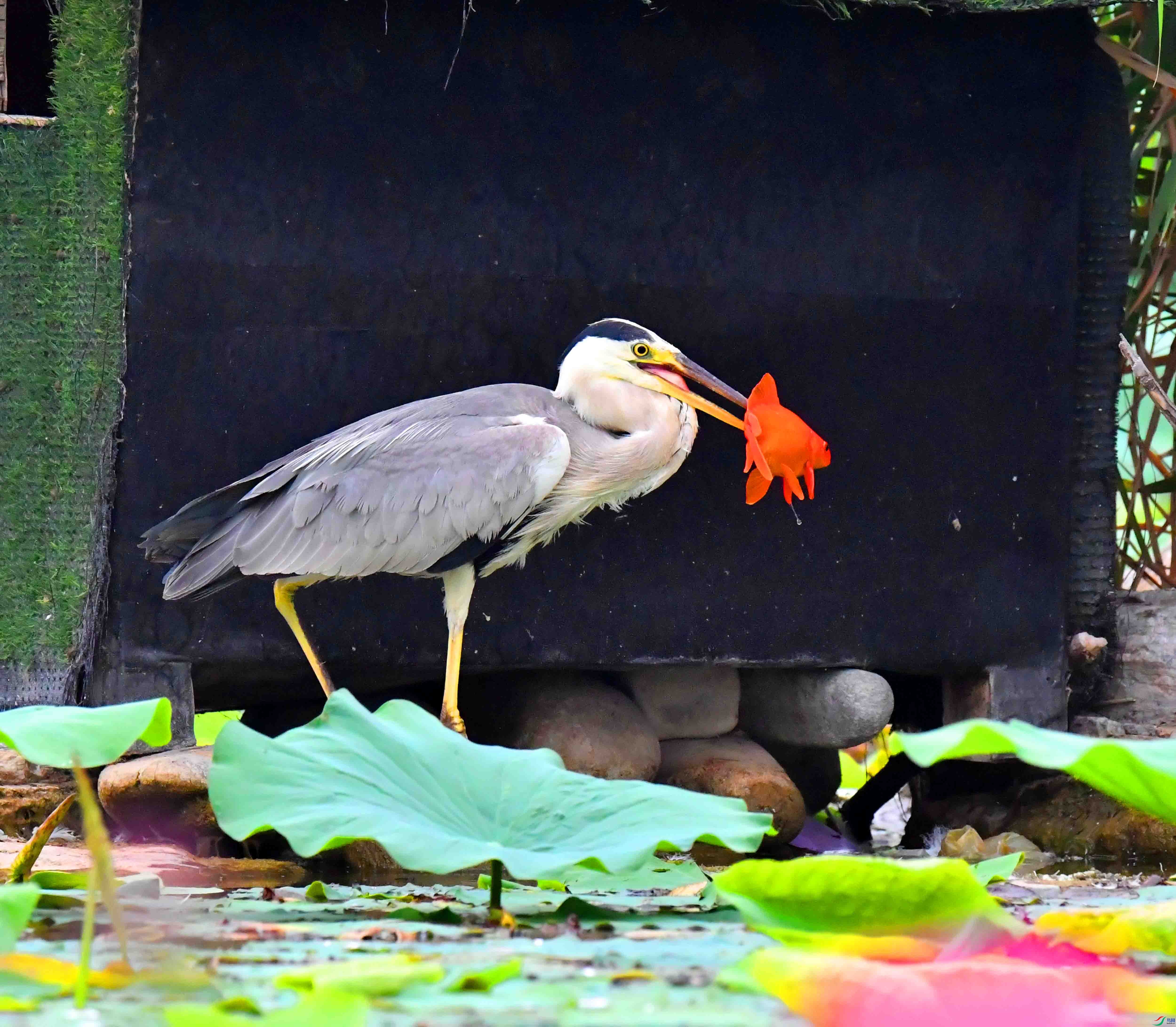 DSC_6567.JPG