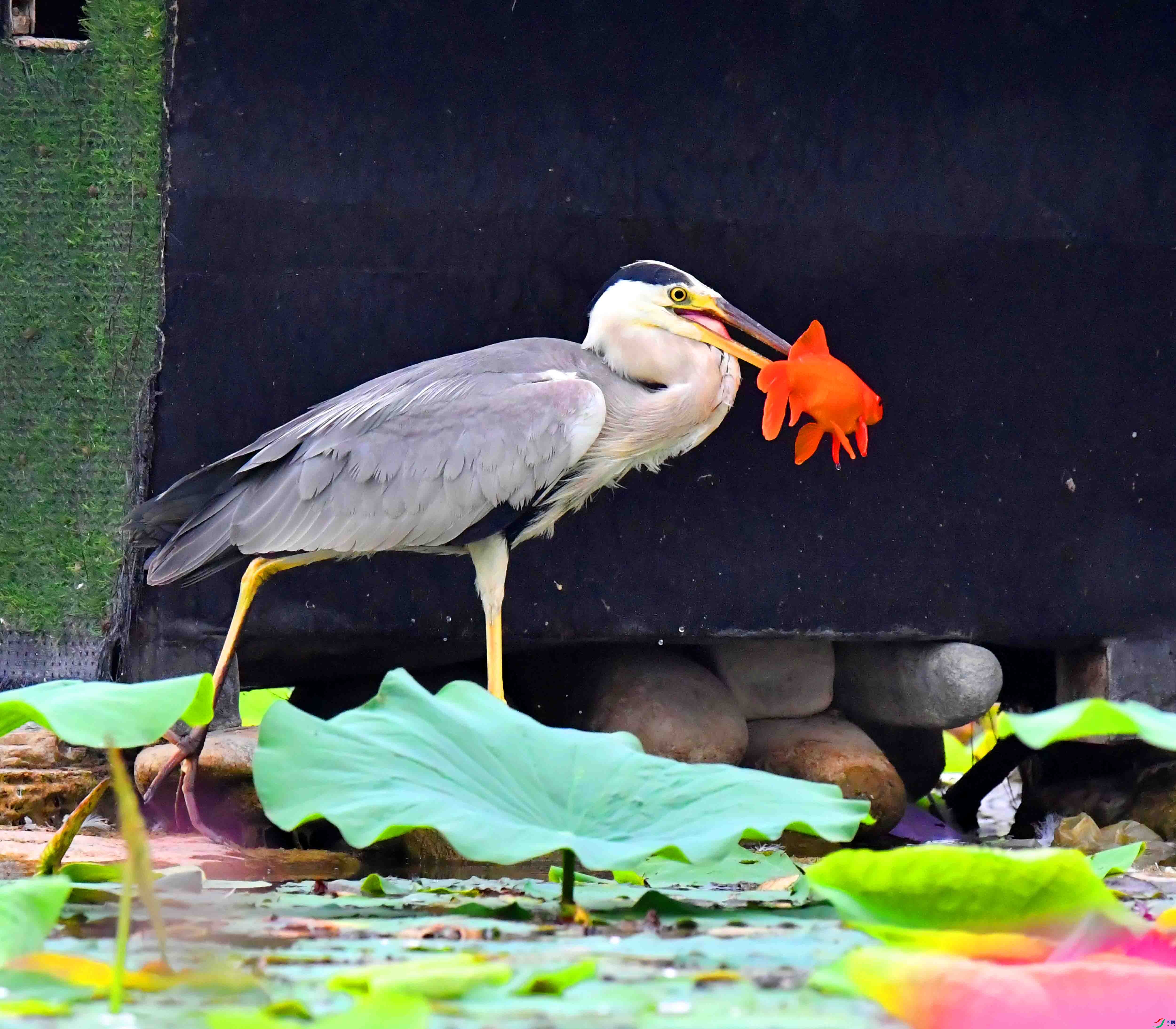 DSC_6566.JPG