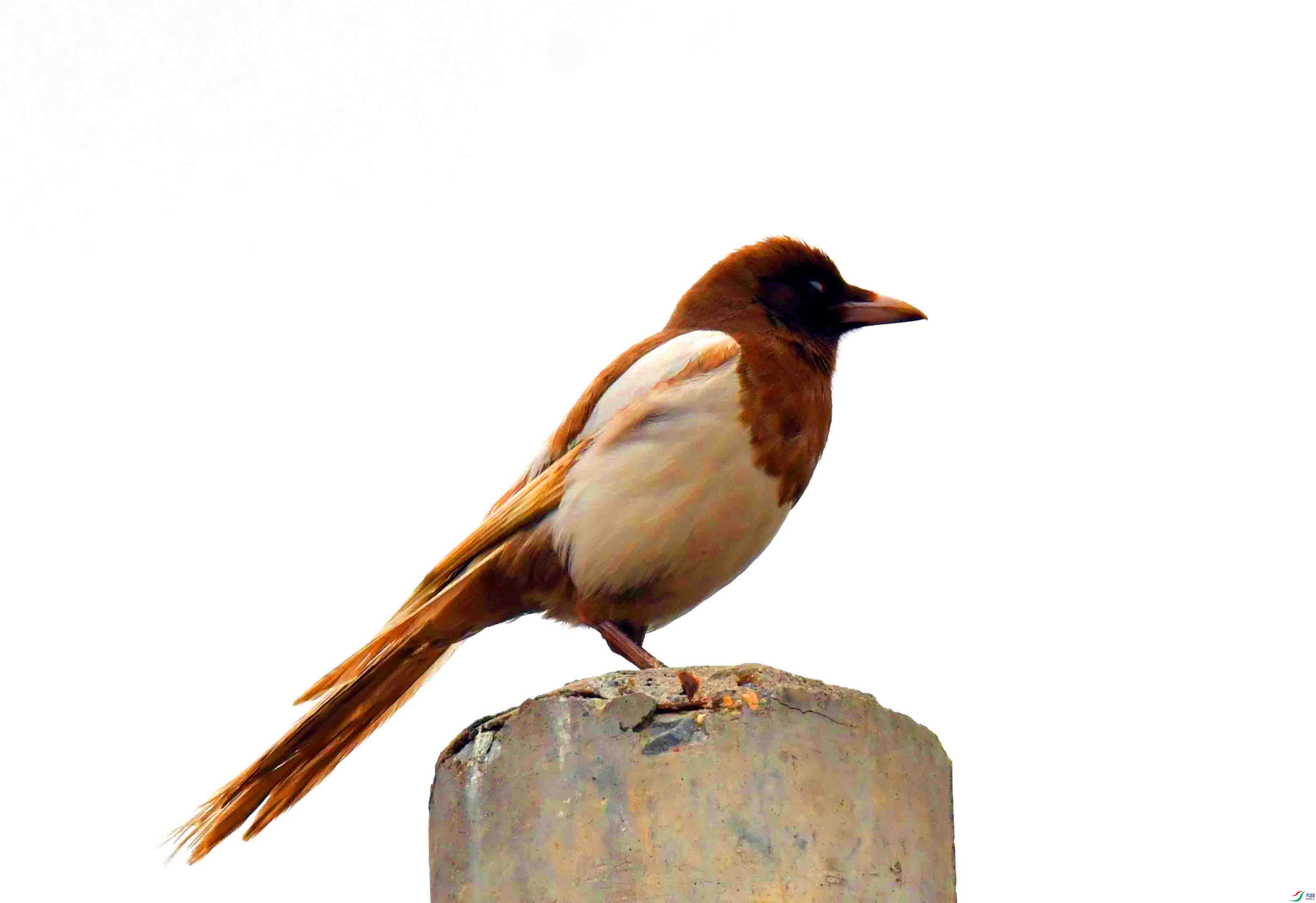 DSC_5250.JPG